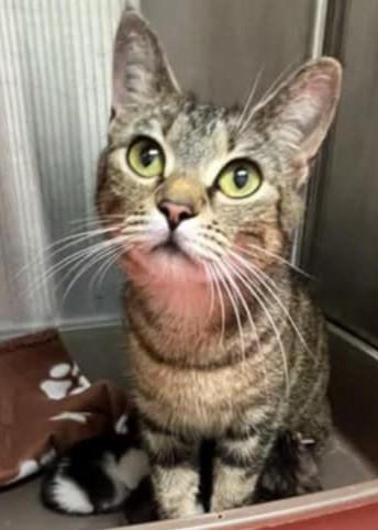 Ba, a Adoptable Domestic Short Hair in Warner Robins, GA image 2/2