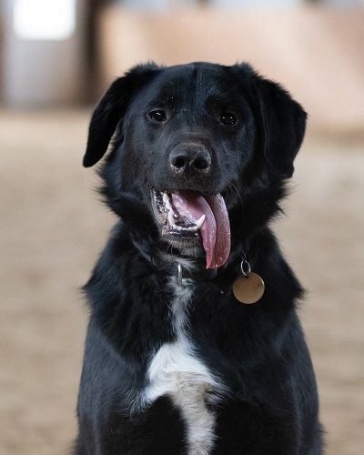 Clover, a Adopted mixed breed in Cleveland, OH image 1/4
