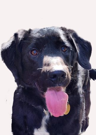 Clover, a Adopted mixed breed in Cleveland, OH image 2/4