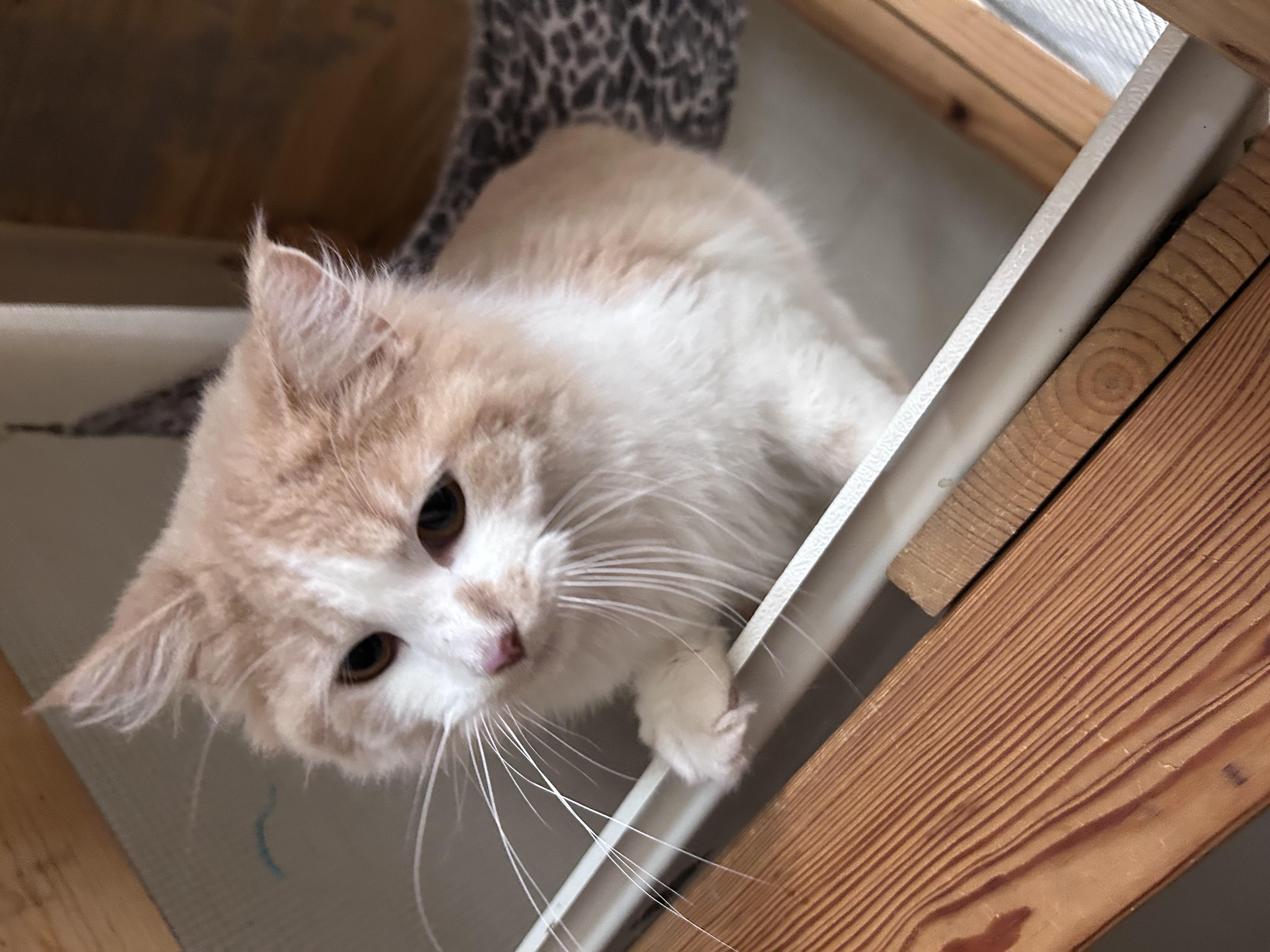 Enlarge Sweets, a ADOPTABLE Domestic Long Hair in Harrisonville, MO image 1/1