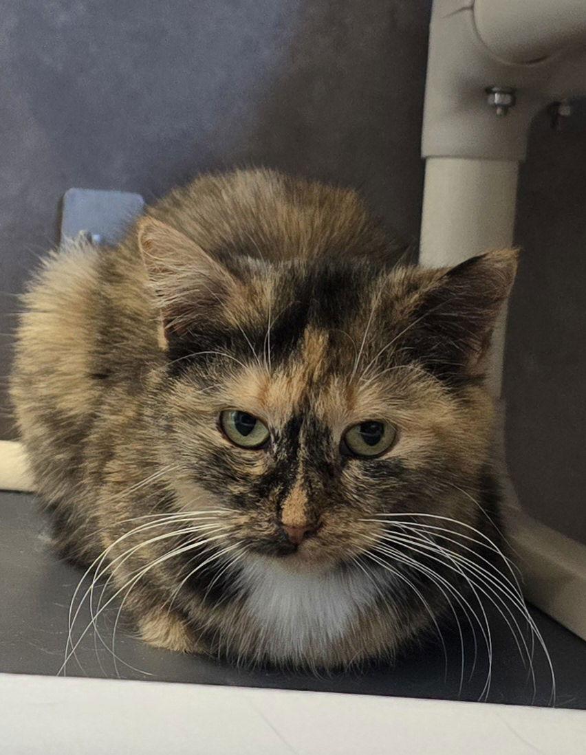 Pheebe, Adoptable, Adult Female Domestic Short Hair.