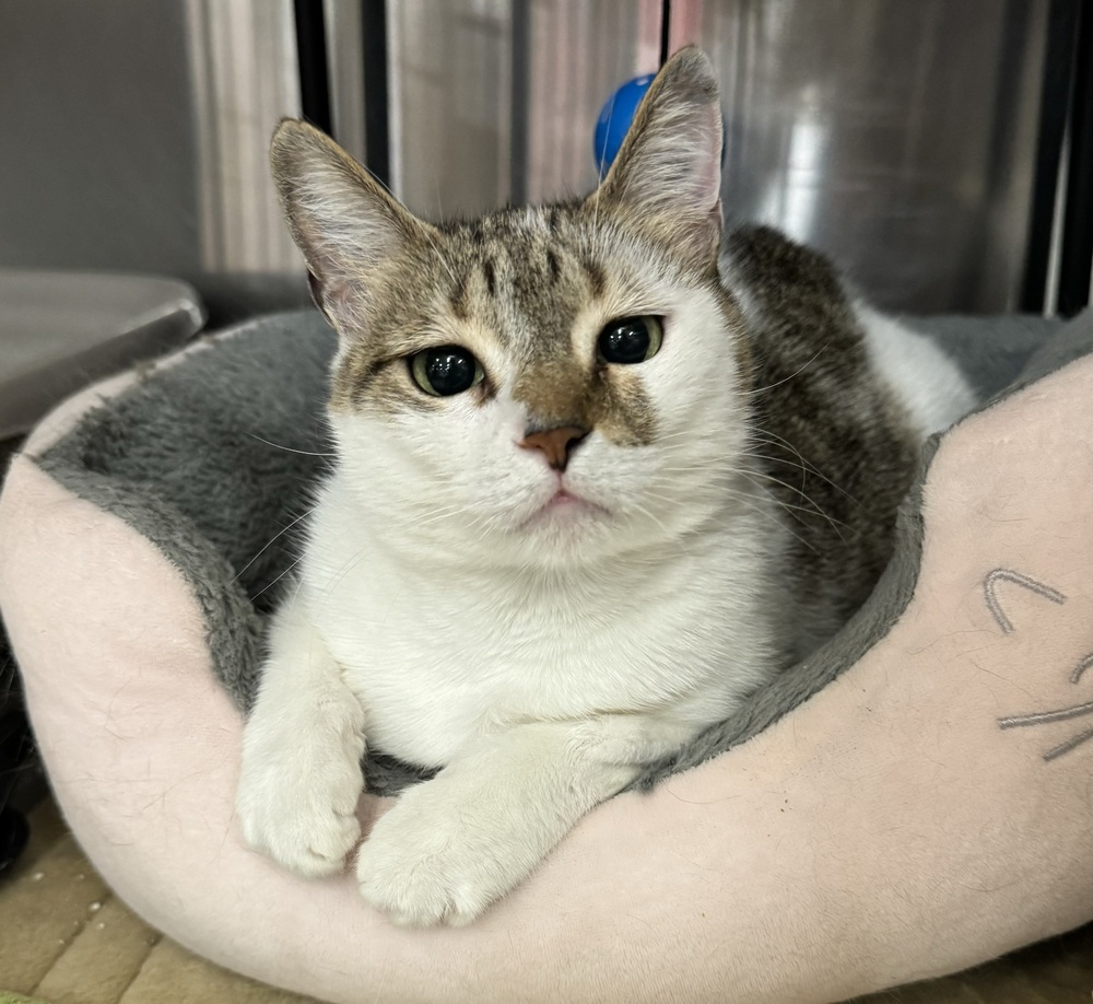 Cat for adoption Jodi PO (PetSmart Laurens Rd), a Domestic Short Hair in Greenville, SC