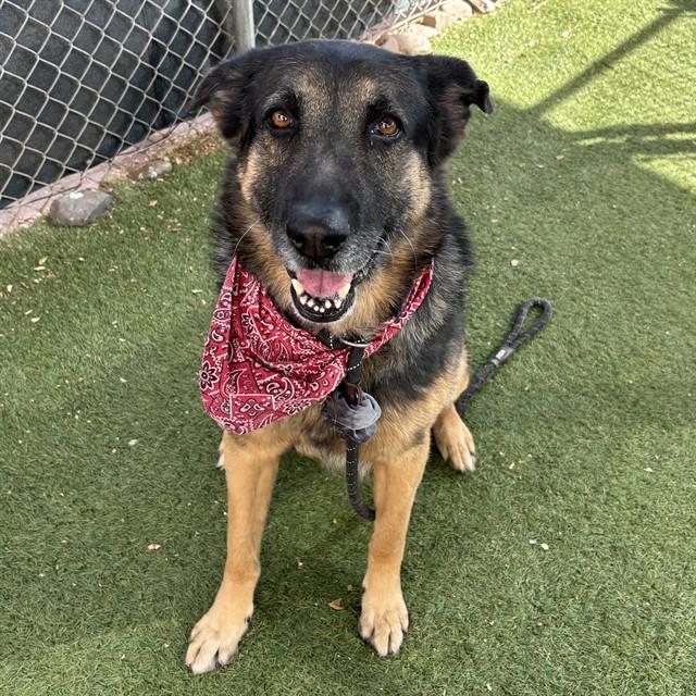 Enlarge CEDRIC, a Adoptable German Shepherd Dog in Phoenix, AZ image 1/1