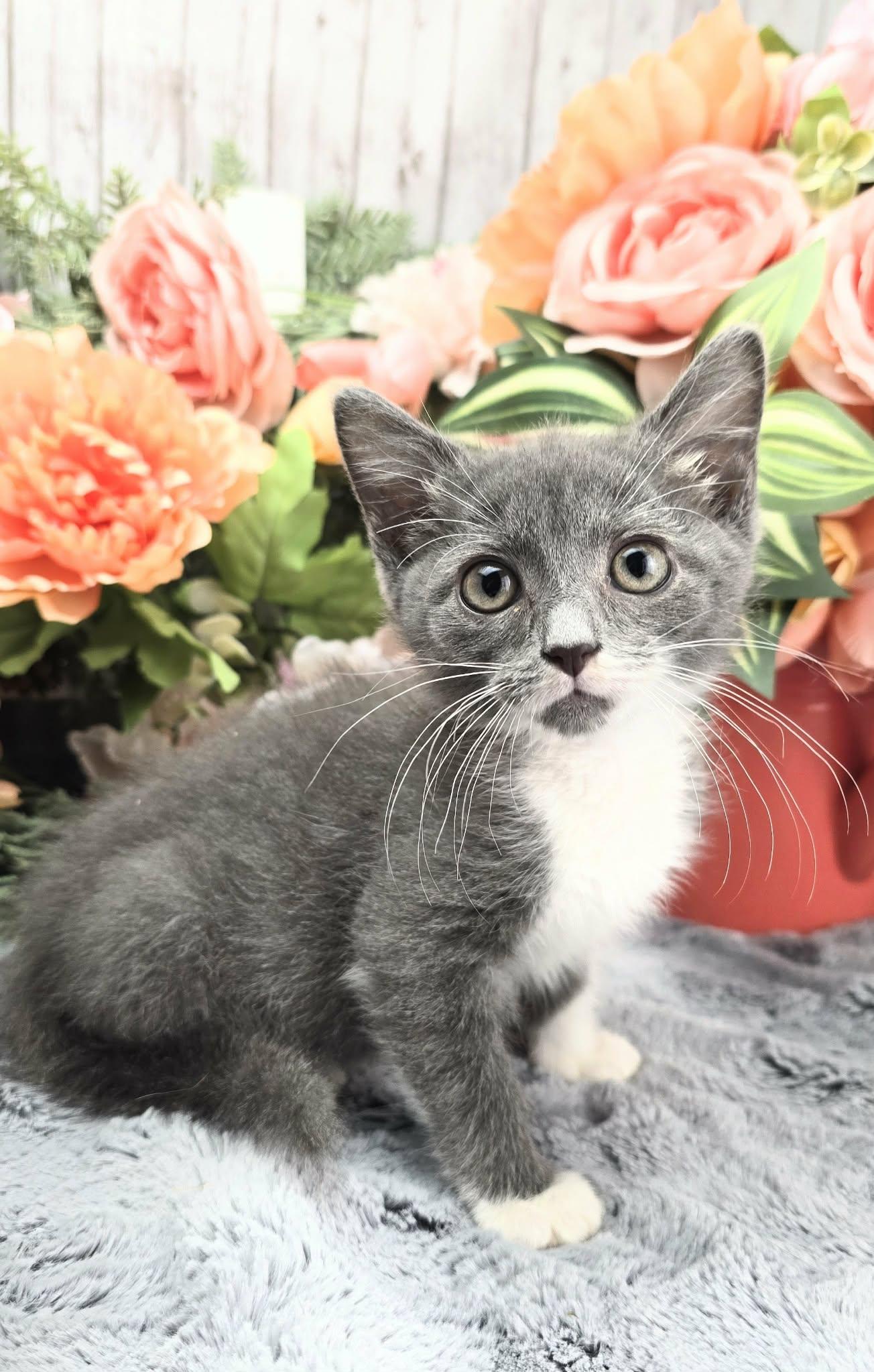 Enlarge Olive (Adoption Pending), a ADOPTABLE Domestic Short Hair in Ocean Springs, MS image 4/5