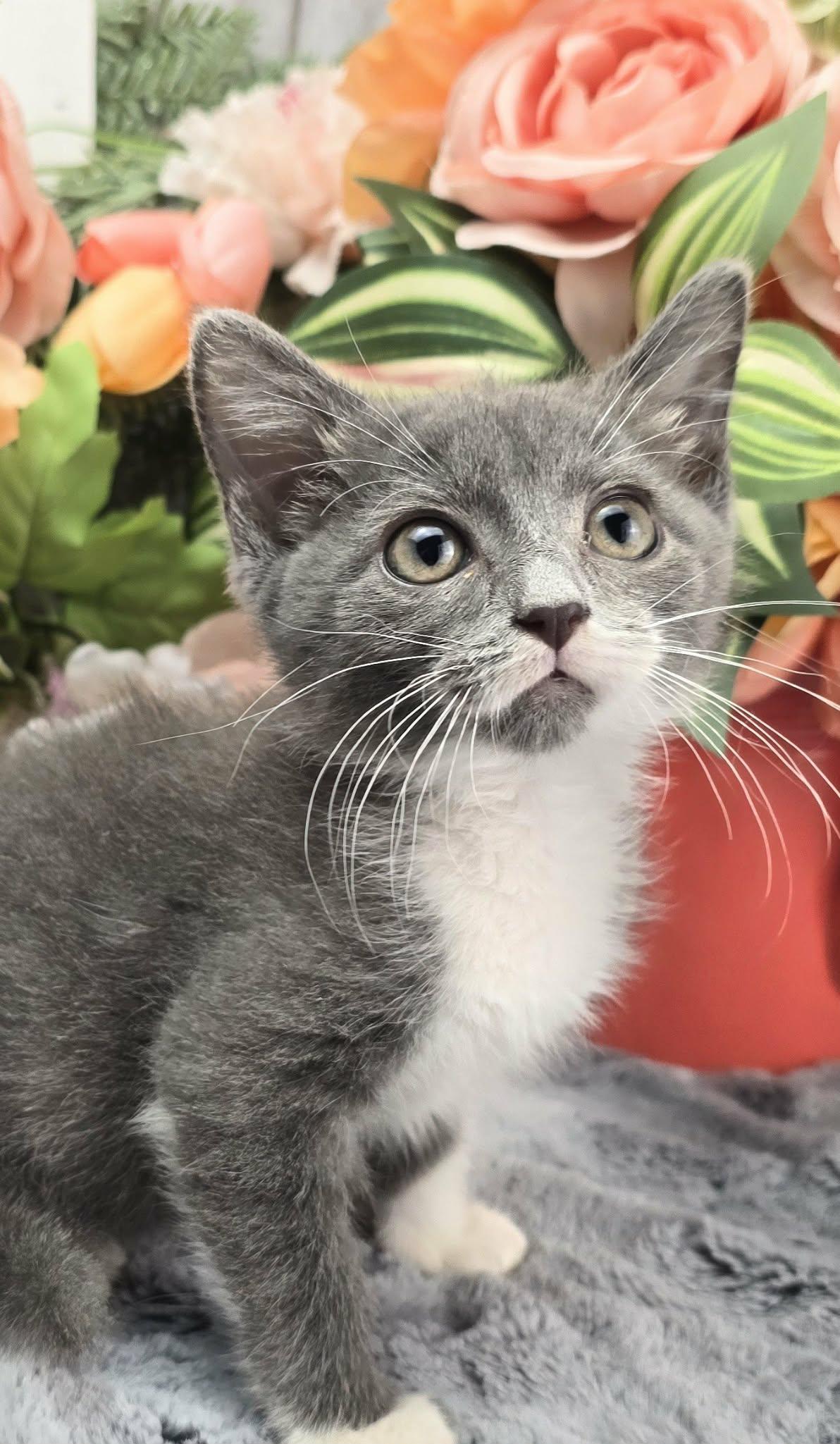 Enlarge Olive (Adoption Pending), a ADOPTABLE Domestic Short Hair in Ocean Springs, MS image 5/5