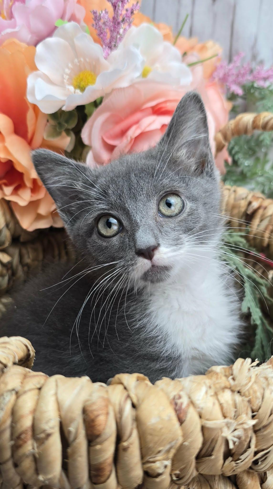 Enlarge Olive (Adoption Pending), a ADOPTABLE Domestic Short Hair in Ocean Springs, MS image 2/5