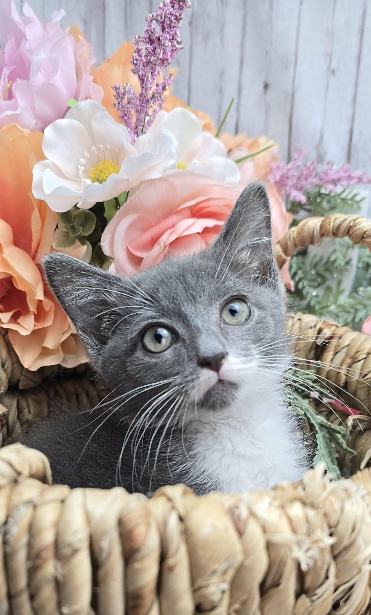 Olive (Adoption Pending), ADOPTABLE, Kitten Female Domestic Short Hair.