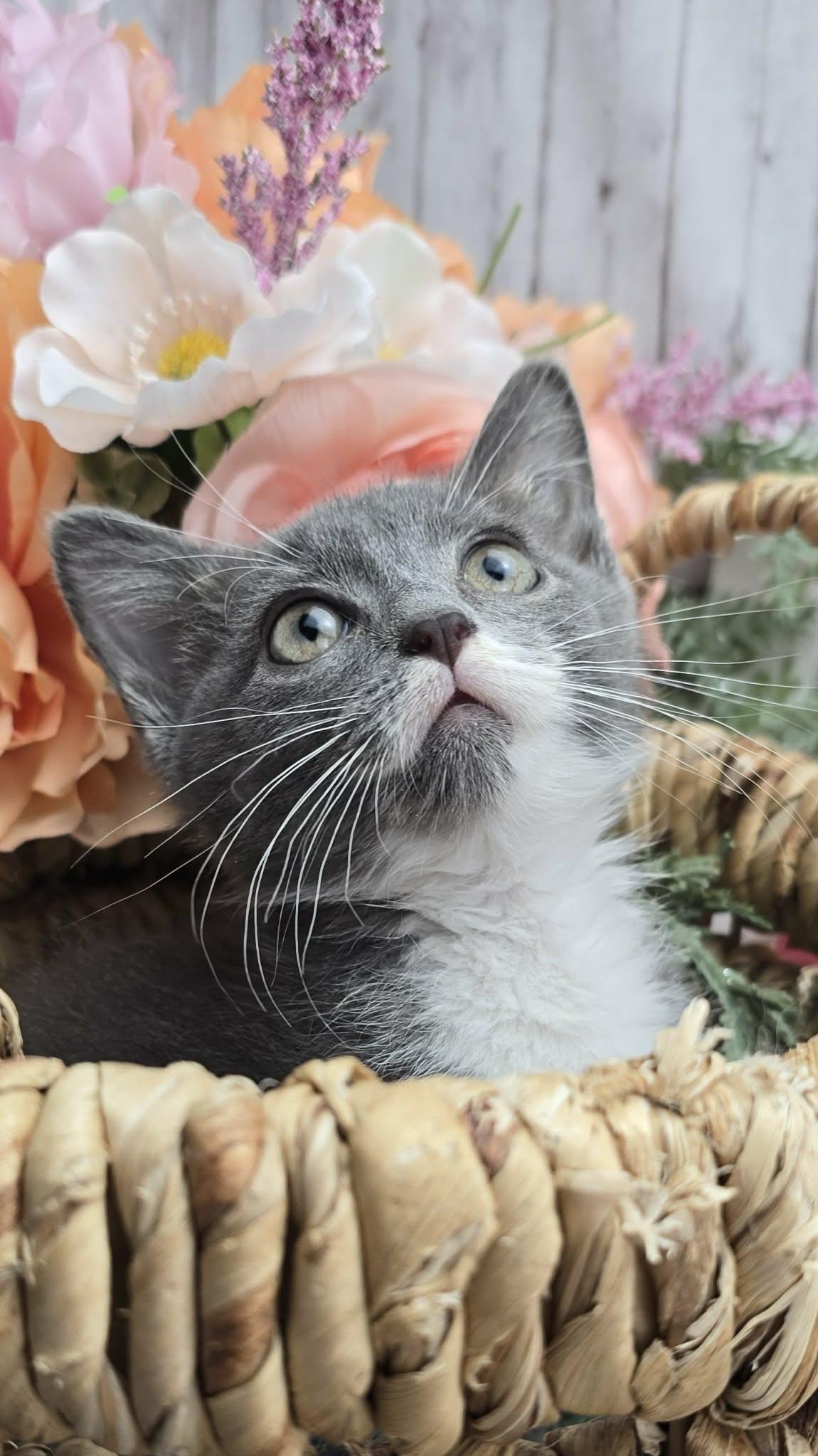 Enlarge Olive (Adoption Pending), a ADOPTABLE Domestic Short Hair in Ocean Springs, MS image 3/5