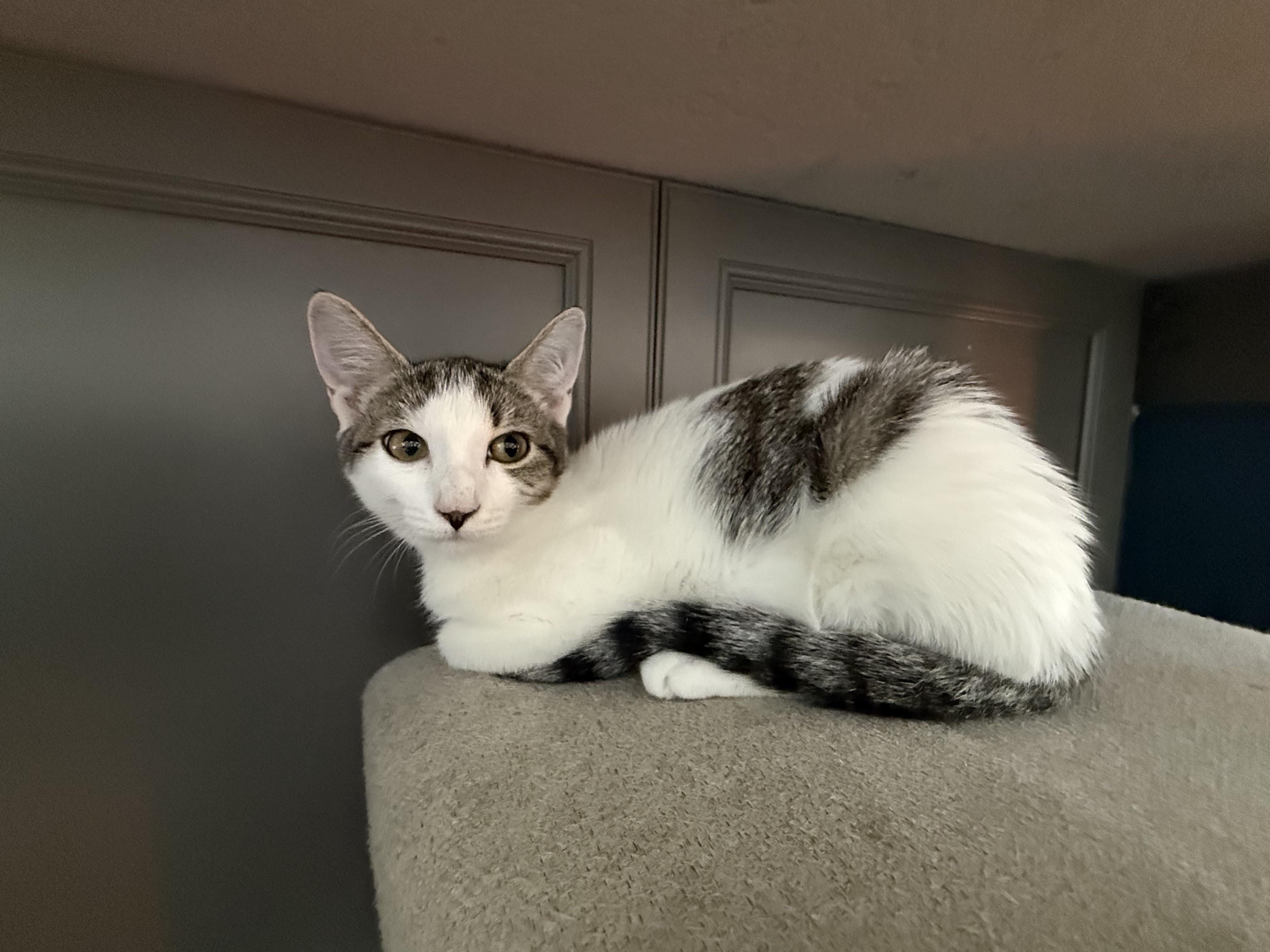 Josie, Adopted, Kitten Female Domestic Short Hair.