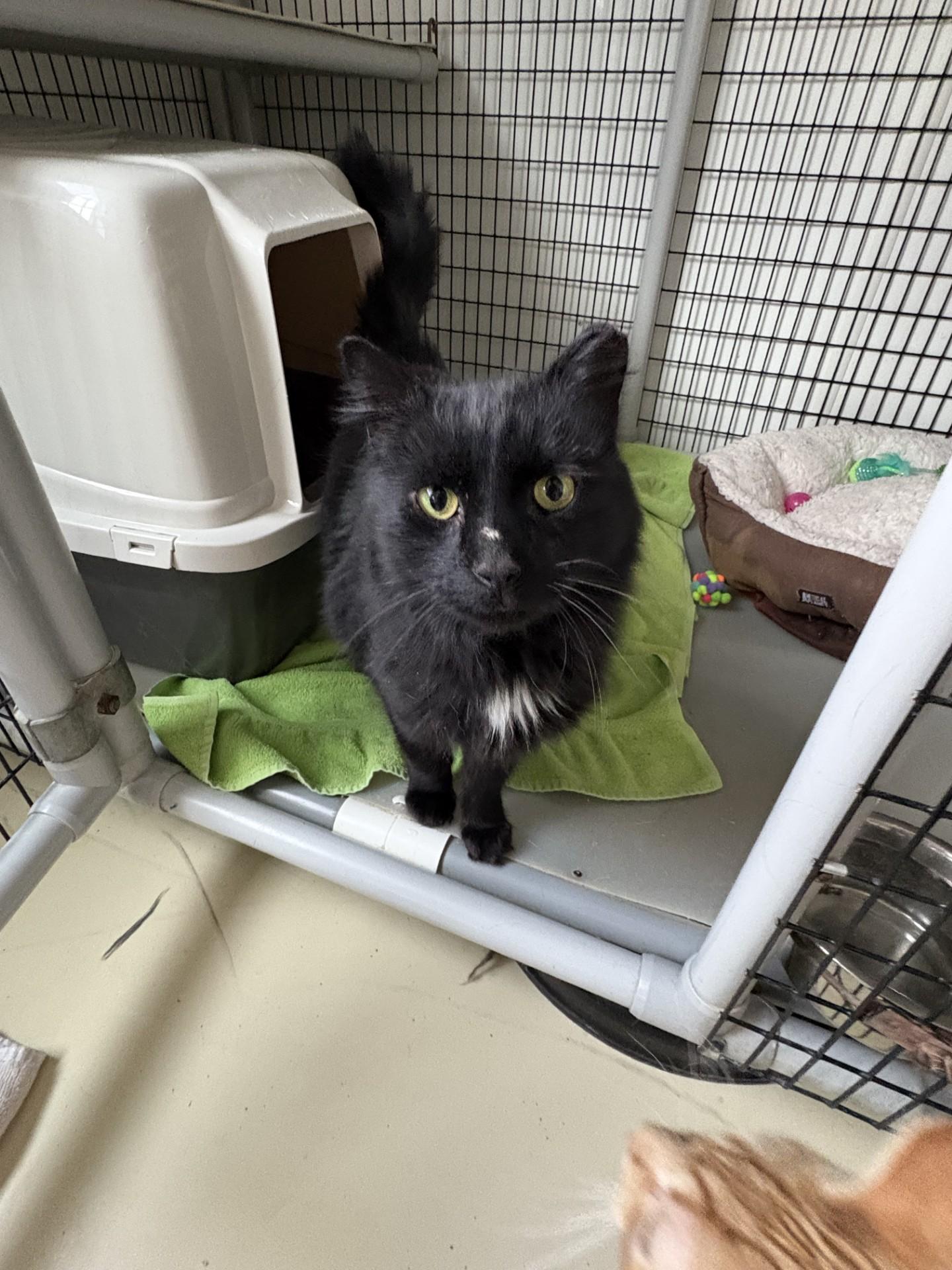 Salem, ADOPTABLE, Adult Male Domestic Long Hair.