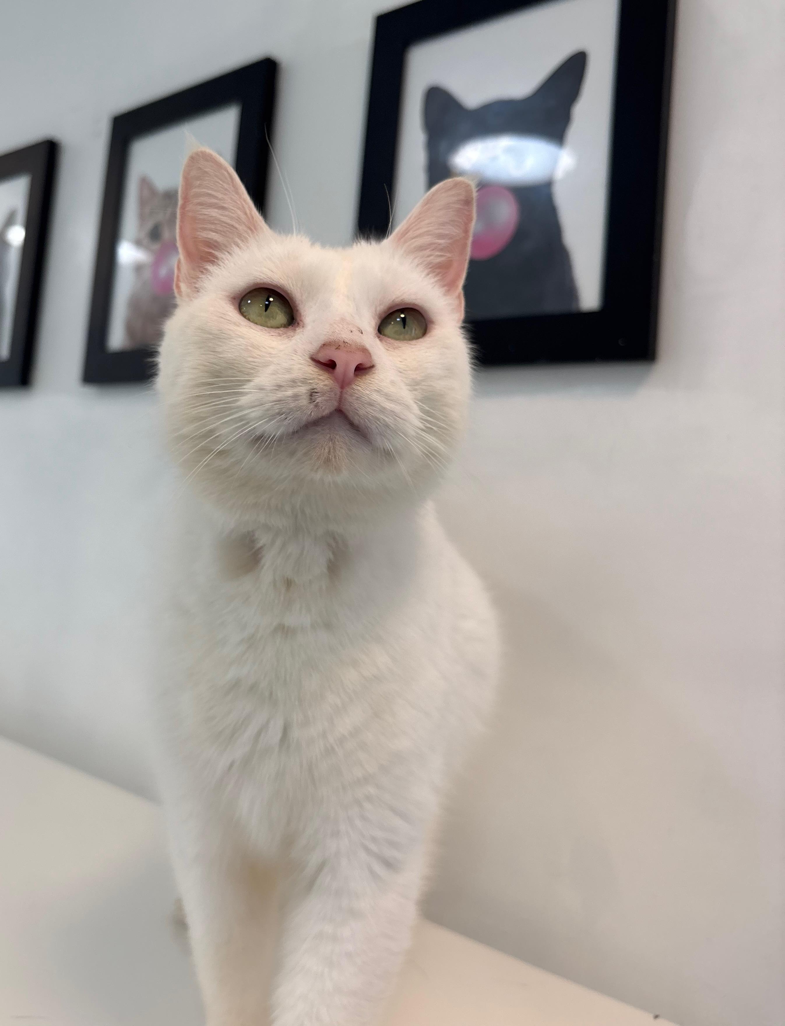 Pearl, Adoptable, Adult Male Domestic Short Hair.