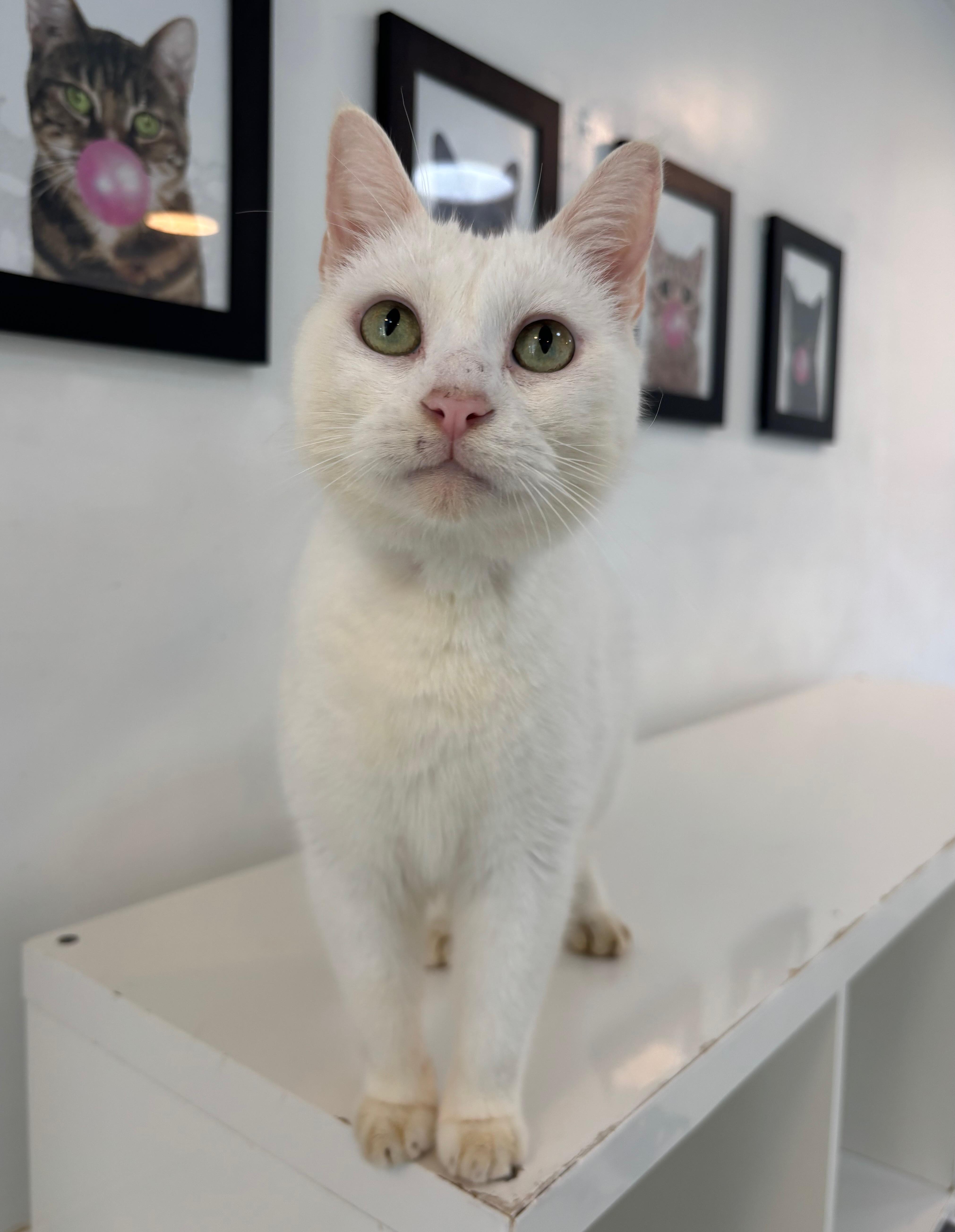 Pearl, a Adoptable Domestic Short Hair in Chicago, IL image 2/6