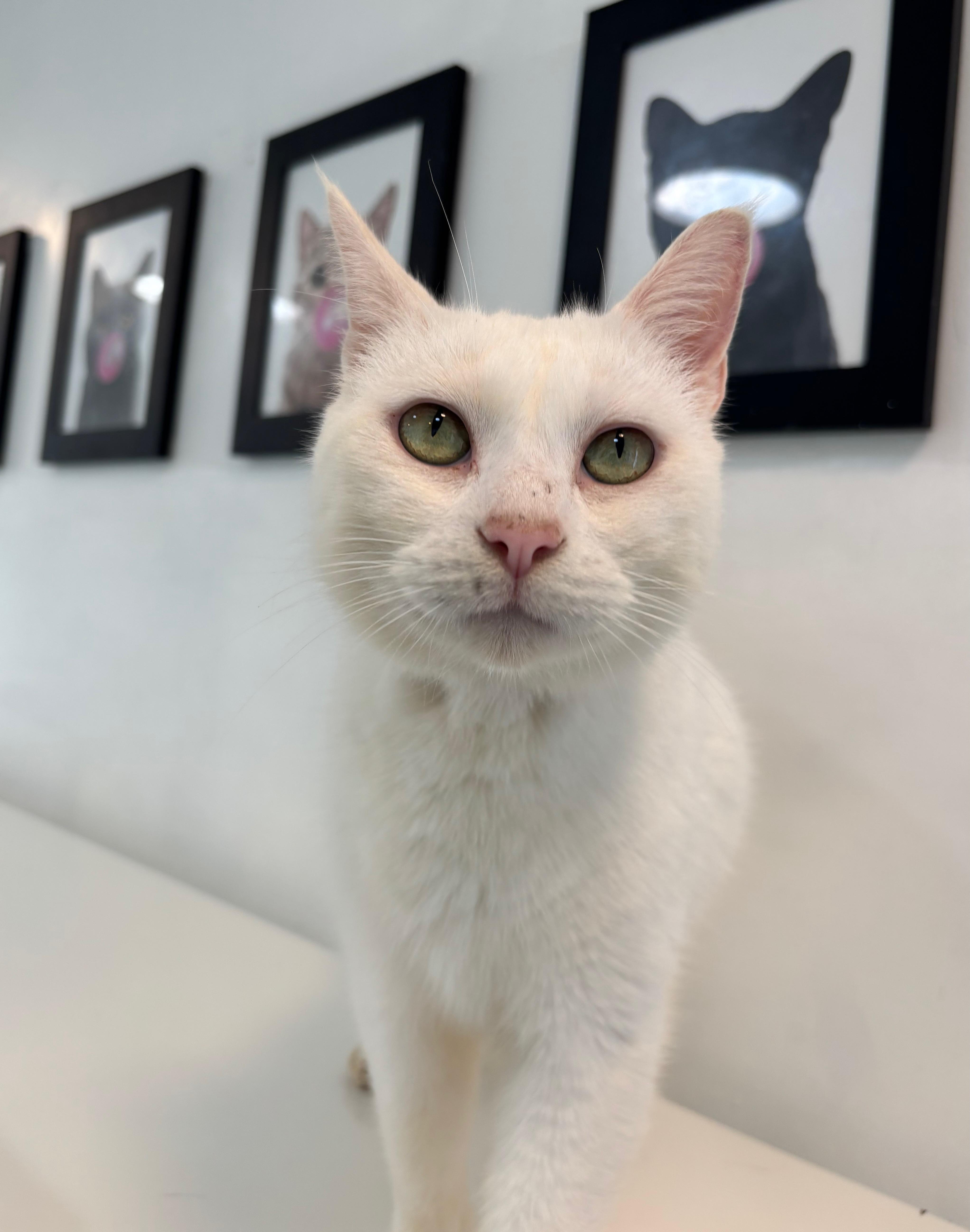 Pearl, a Adoptable Domestic Short Hair in Chicago, IL image 3/6
