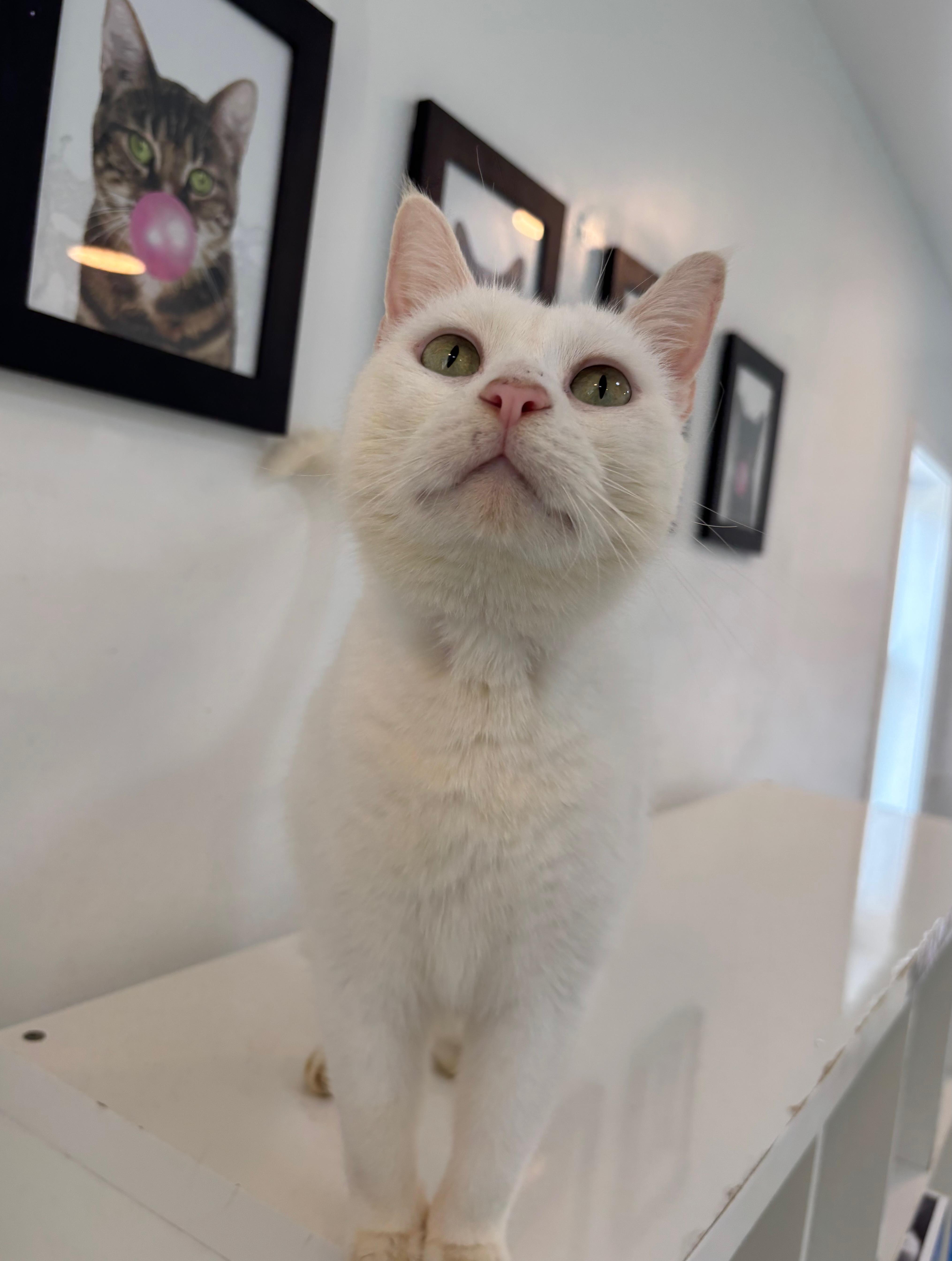 Pearl, Adoptable, Adult Male Domestic Short Hair.