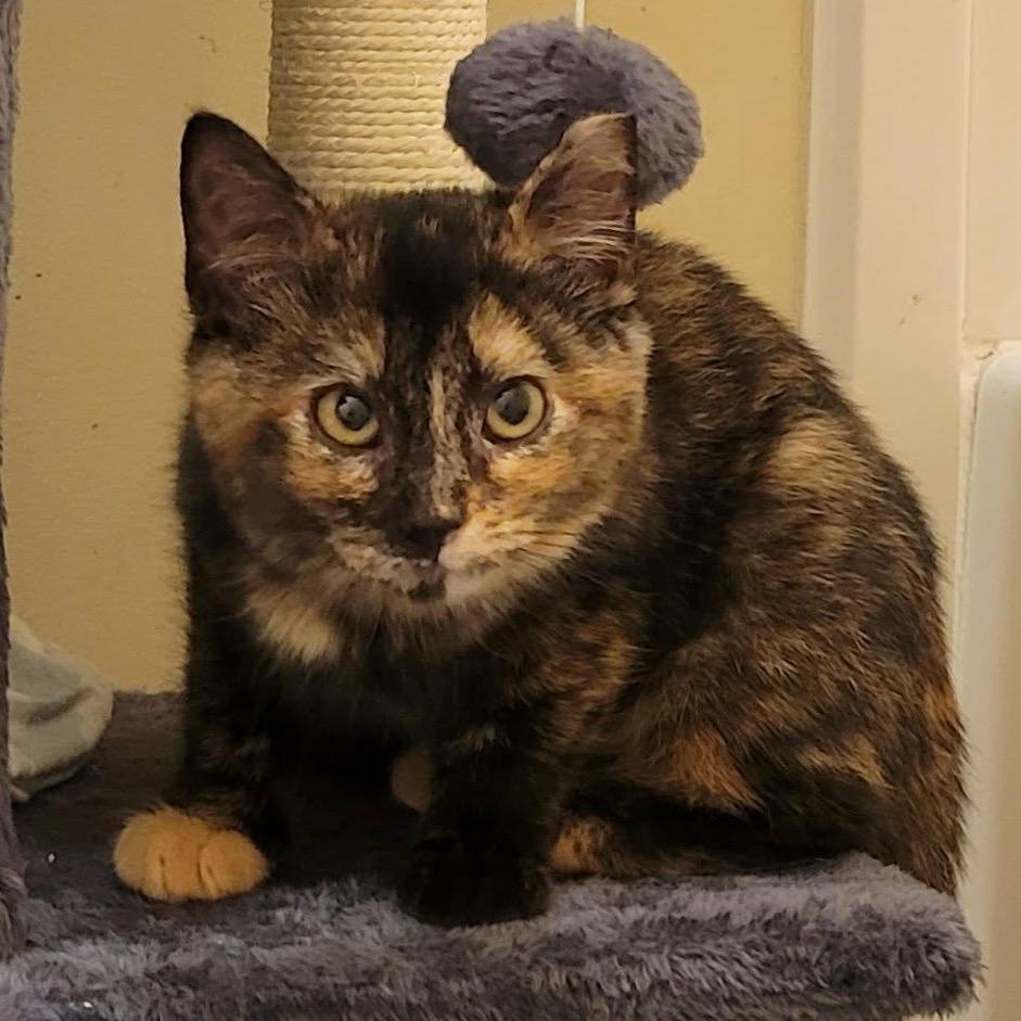 Enlarge Maxcy, a Adoptable Domestic Short Hair in HERNANDO, MS image 1/3