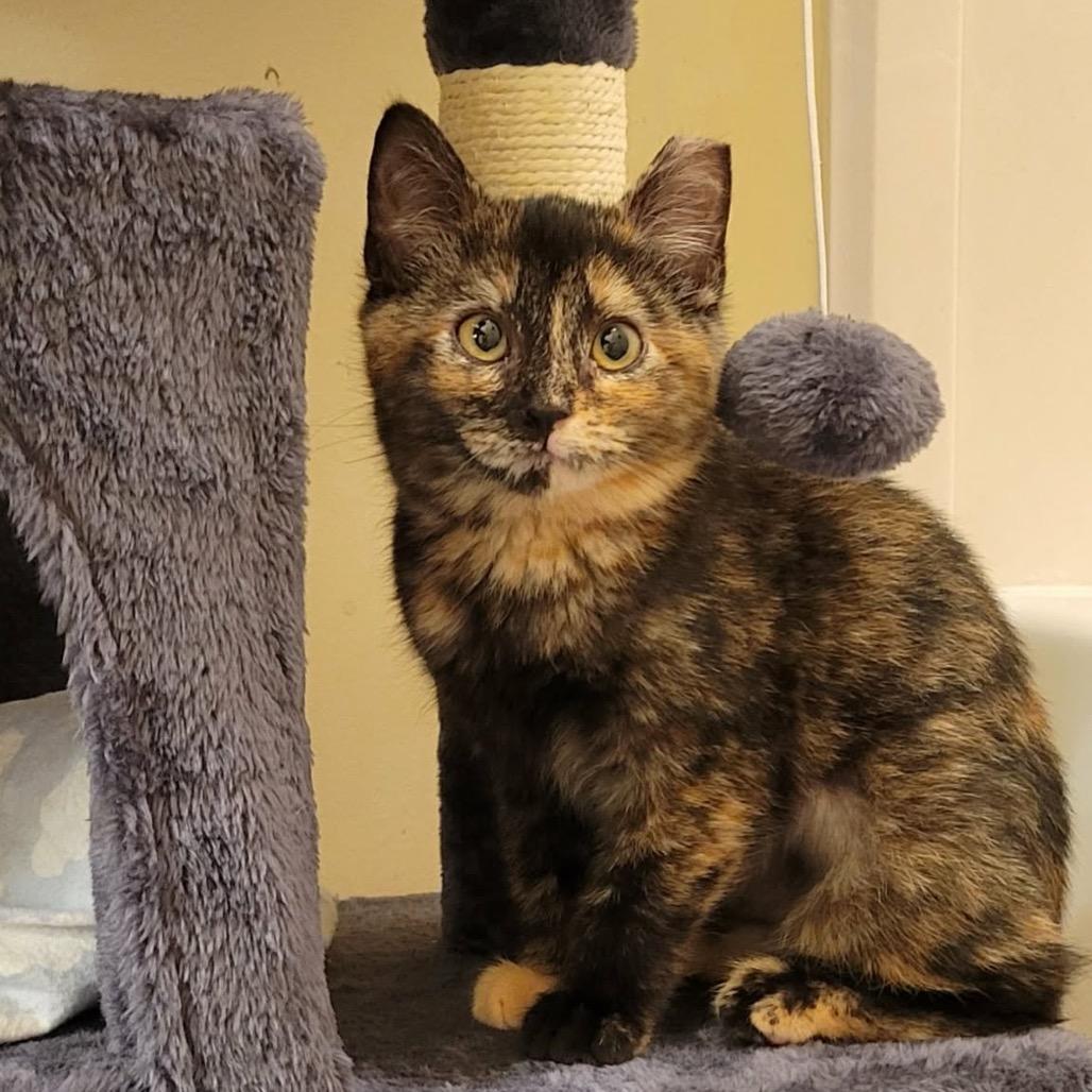 Enlarge Maxcy, a Adoptable Domestic Short Hair in HERNANDO, MS image 3/3