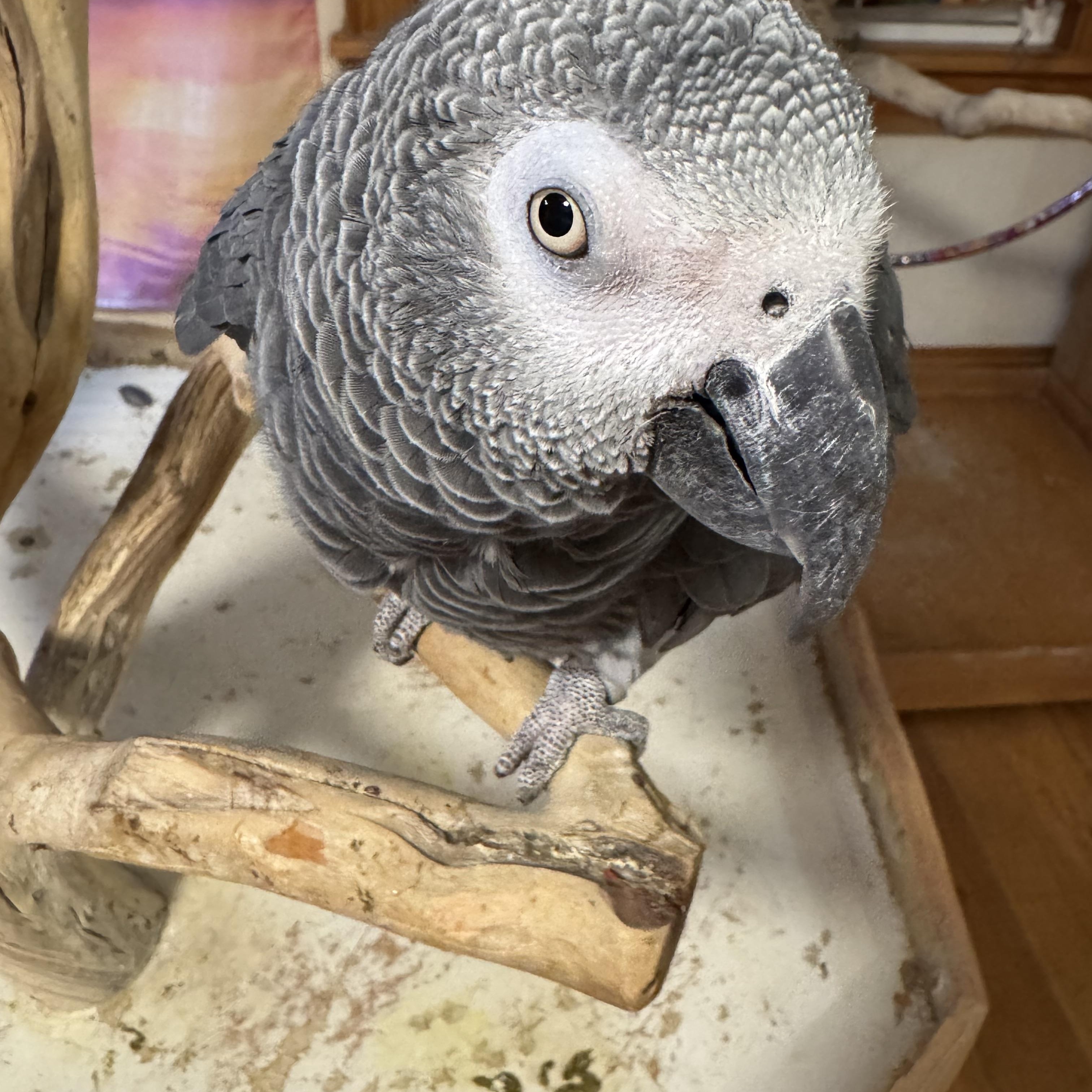 Enlarge Pepe, a Adoptable African Grey in Blairstown, NJ image 1/1