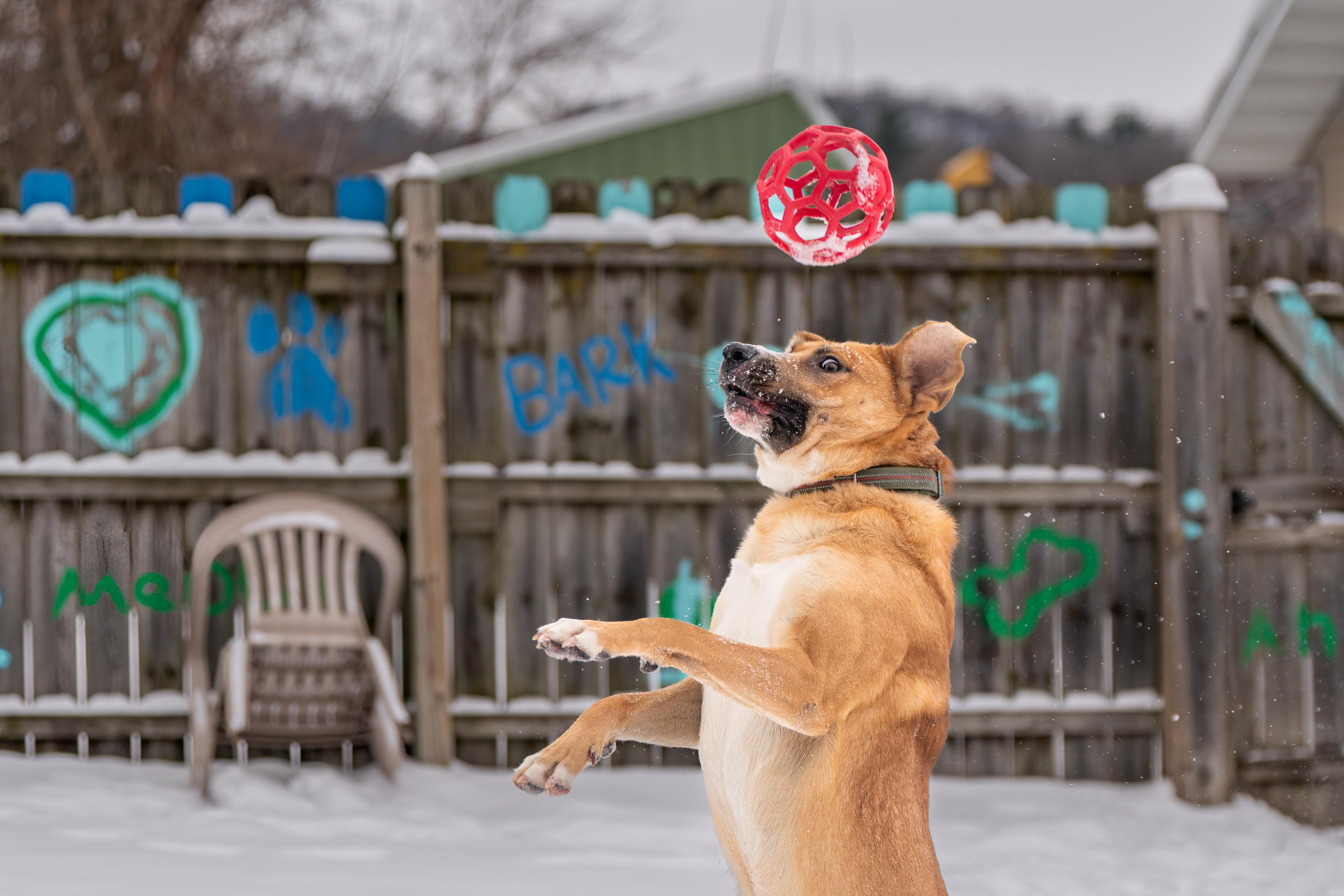 Hank Williams, a ADOPTABLE Mixed Breed in Red Wing, MN image 1/6