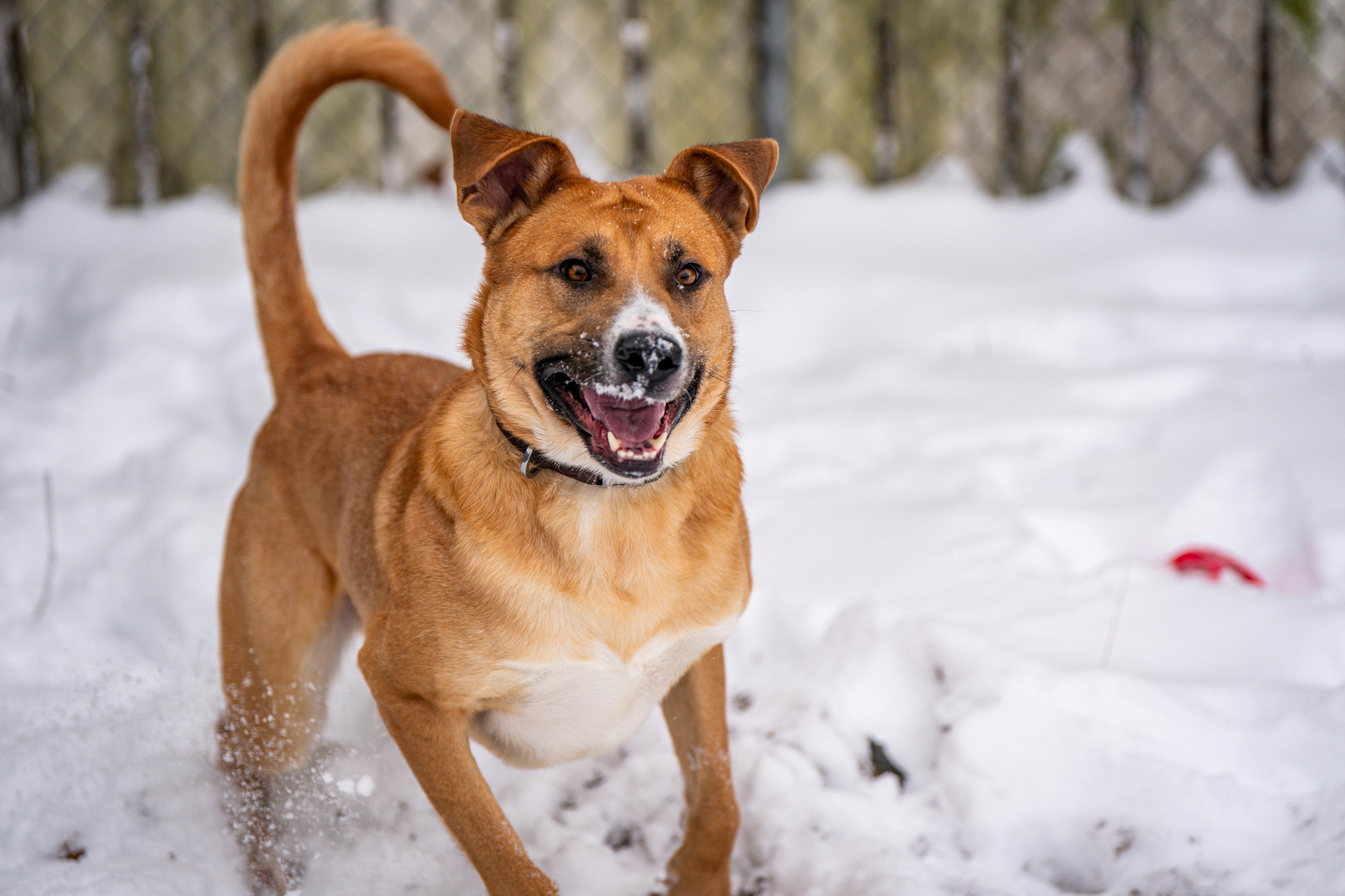 Hank Williams, a ADOPTABLE Mixed Breed in Red Wing, MN image 2/6