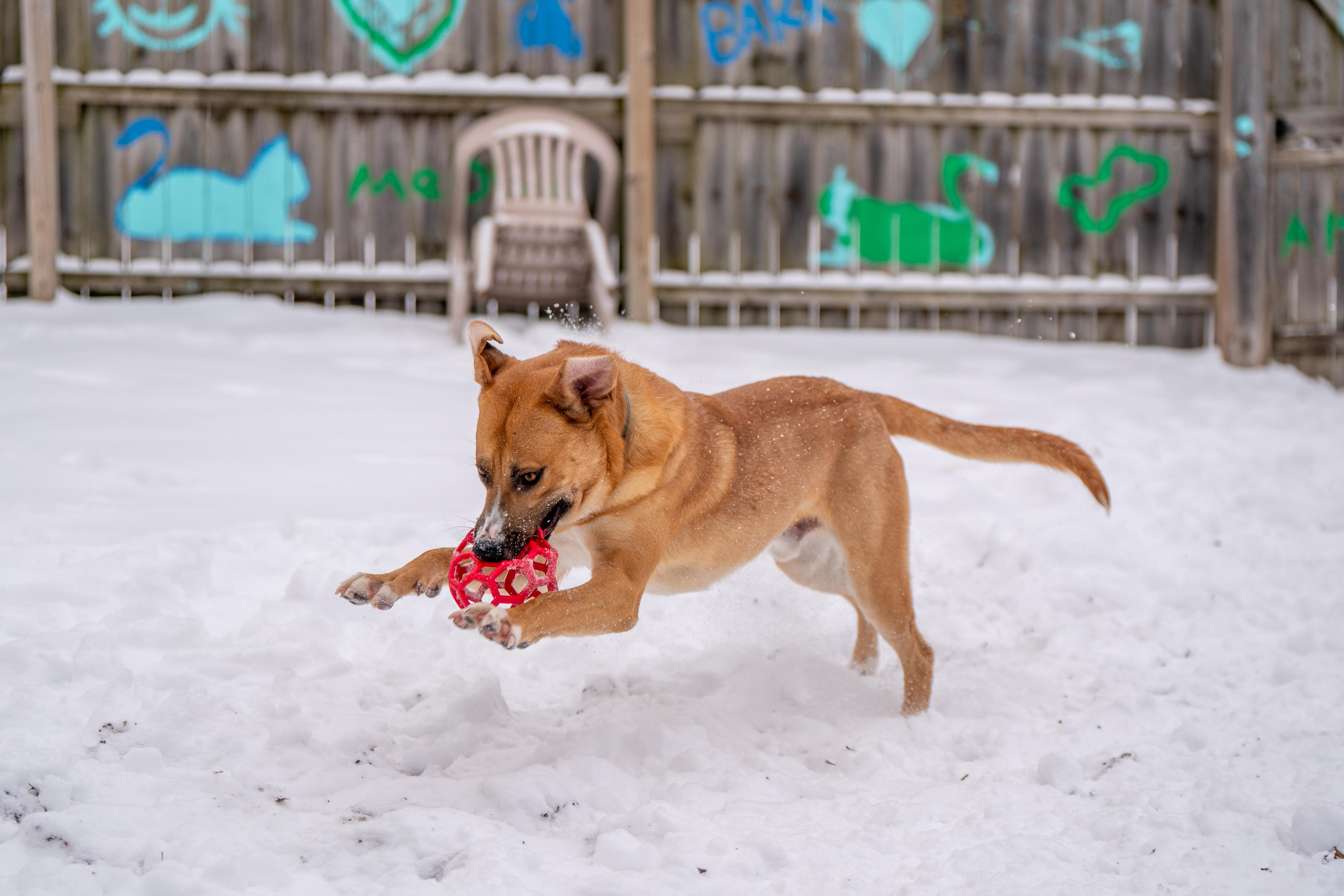 Hank Williams, a ADOPTABLE Mixed Breed in Red Wing, MN image 3/6