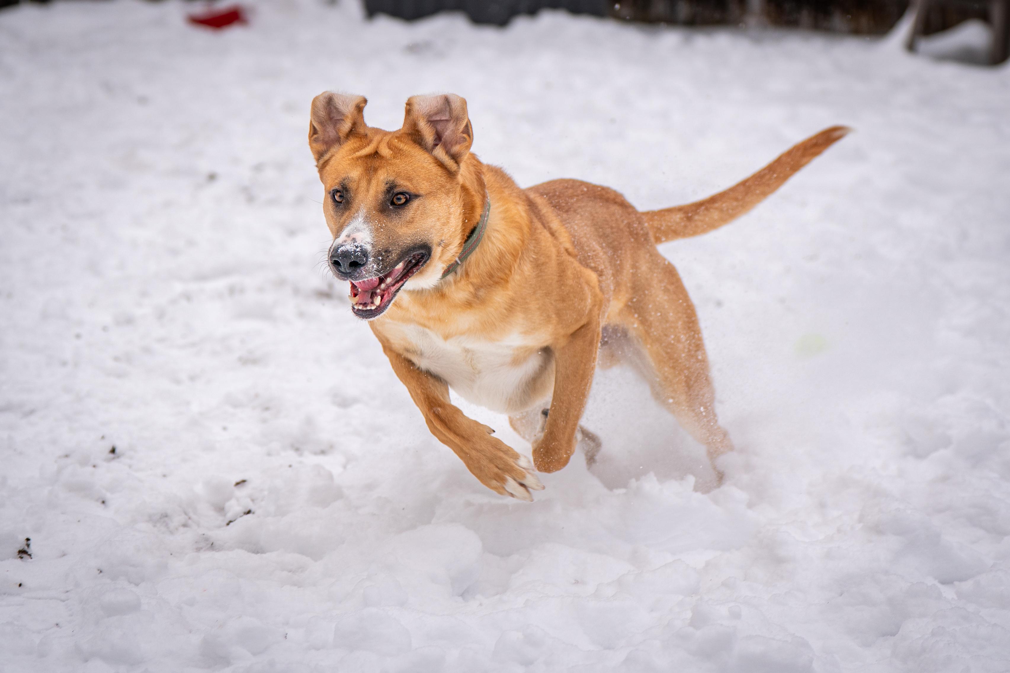 Hank Williams, a ADOPTABLE Mixed Breed in Red Wing, MN image 5/6