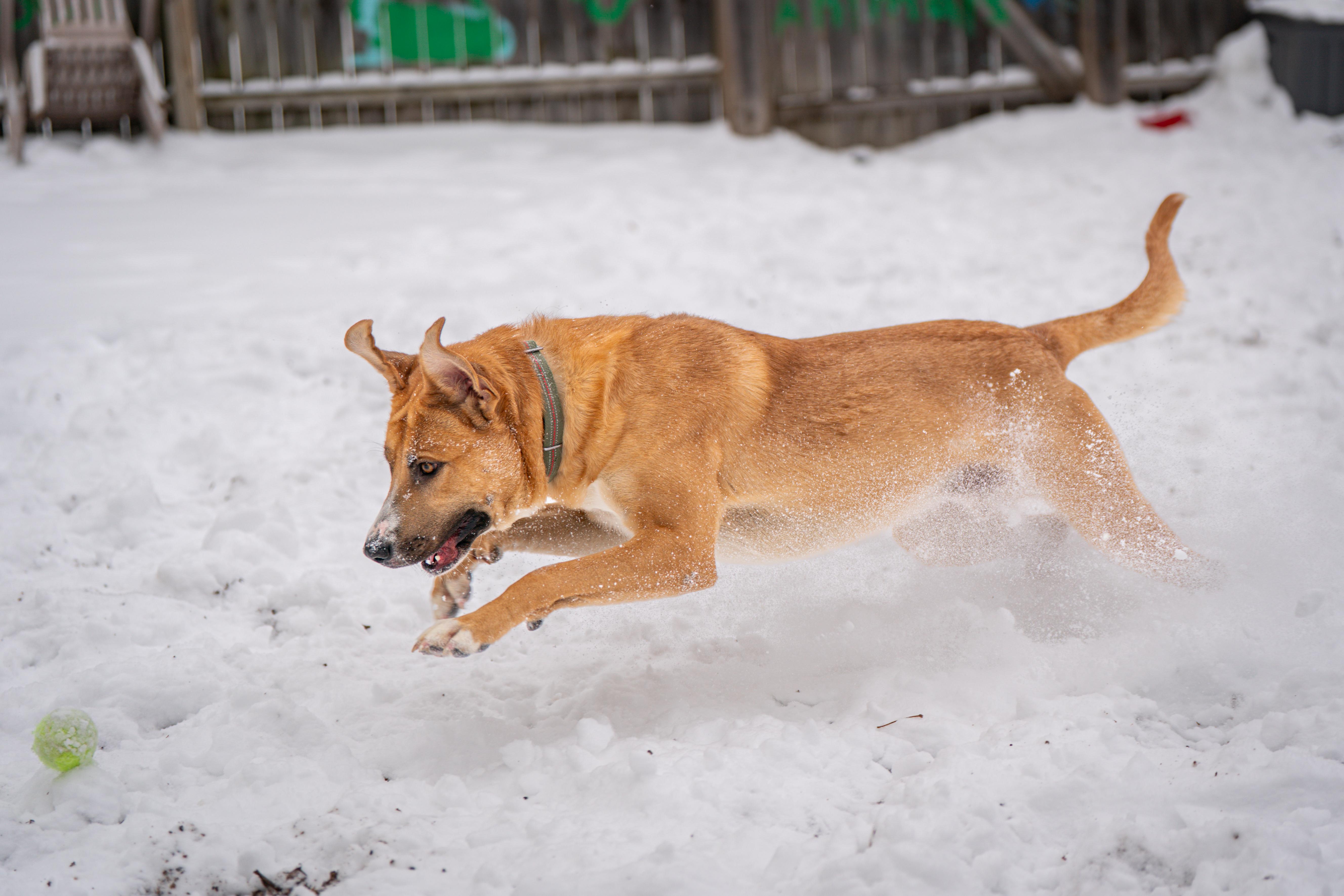 Hank Williams, a ADOPTABLE Mixed Breed in Red Wing, MN image 6/6