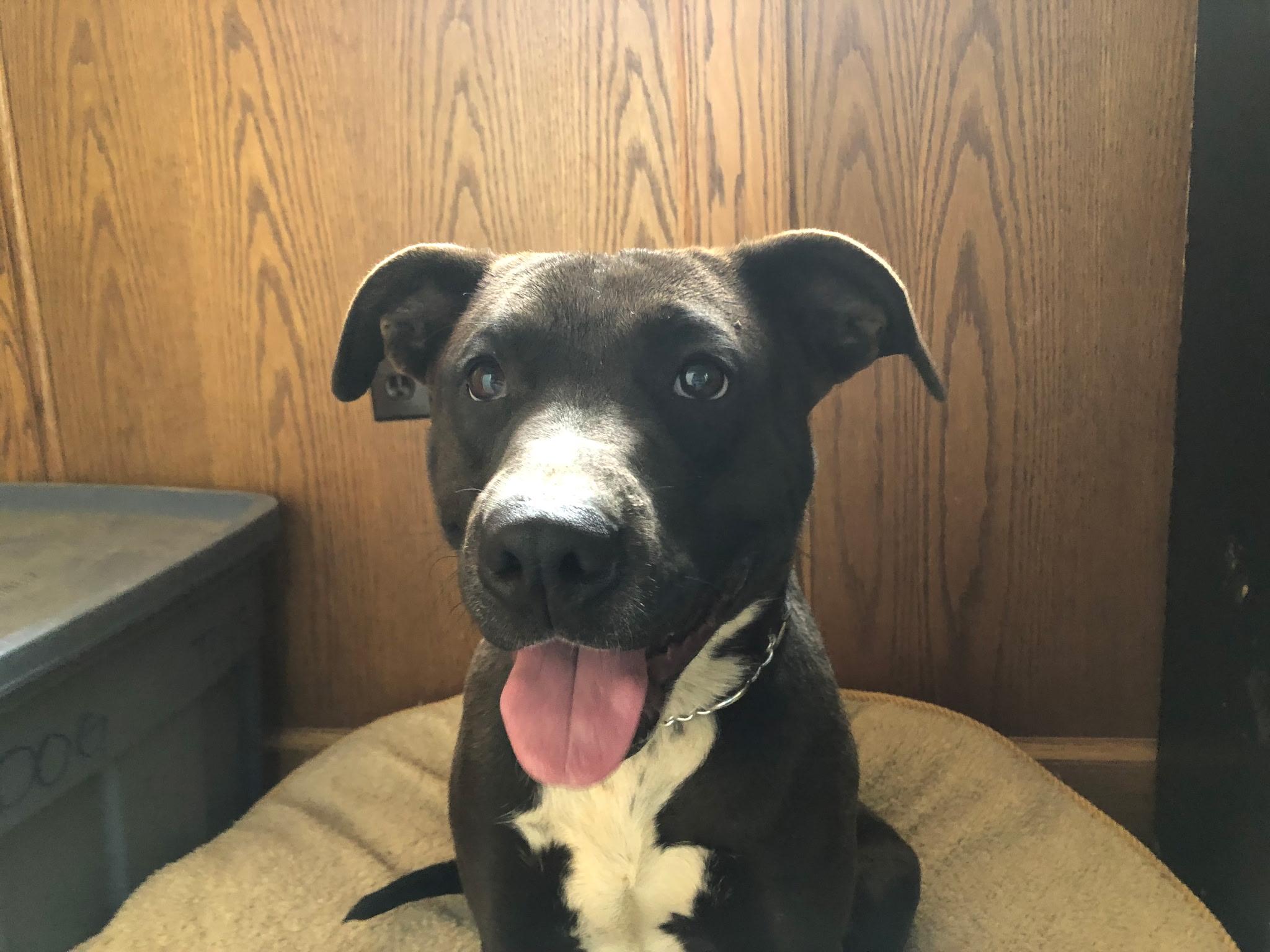 Enlarge Sara, an adopted mixed breed in Fort Smith, NT image 1/2