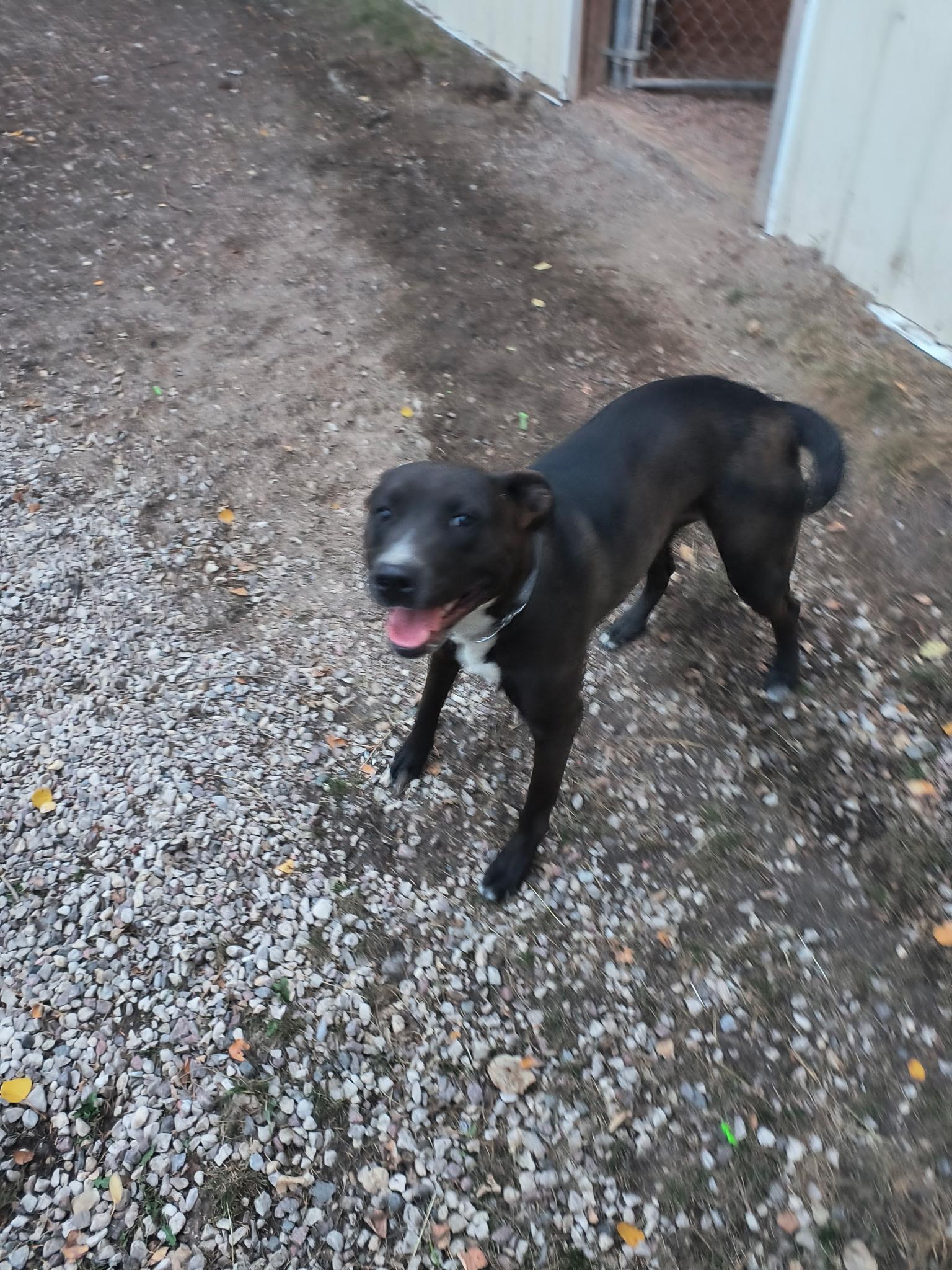 Sara, adopted, Adult Female Pit Bull Terrier & Husky.