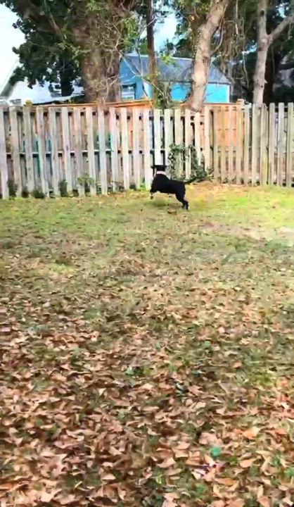 Enlarge Aries, a ADOPTABLE mixed breed in Allentown, PA video 5/6