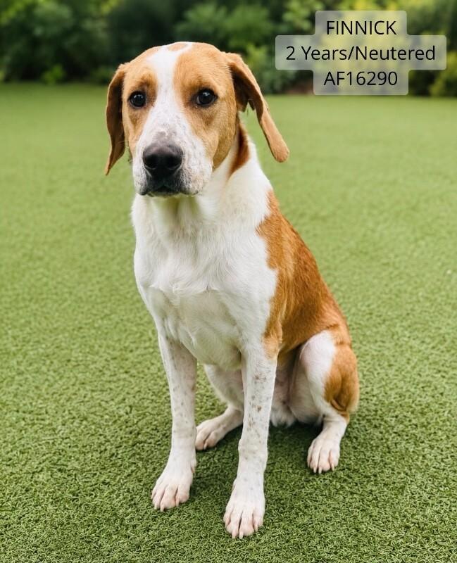 Finnick, Adoptable, Adult Male Treeing Walker Coonhound.