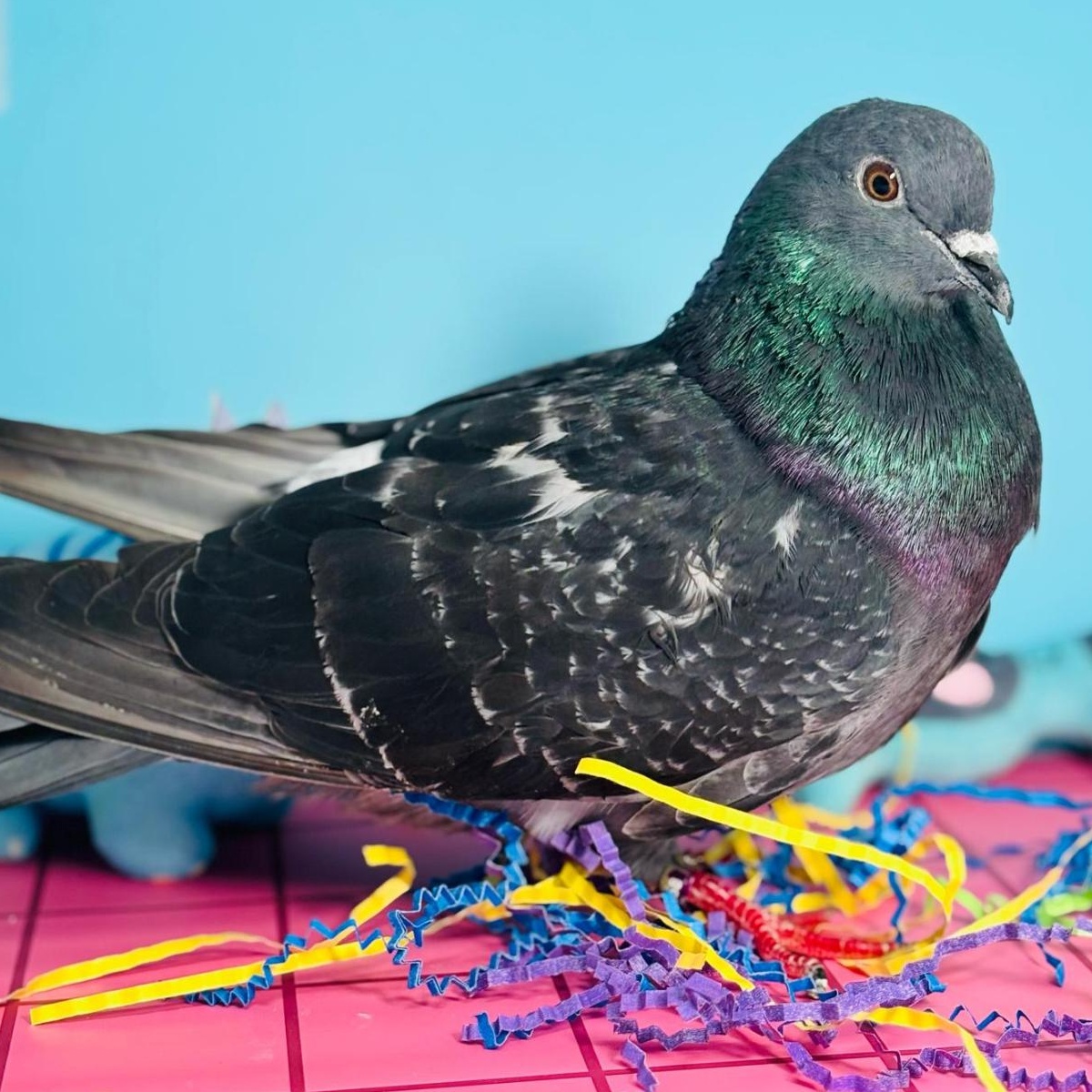 Fido-Dido (local Midwest adoption only), adoptable, Senior Male Pigeon.