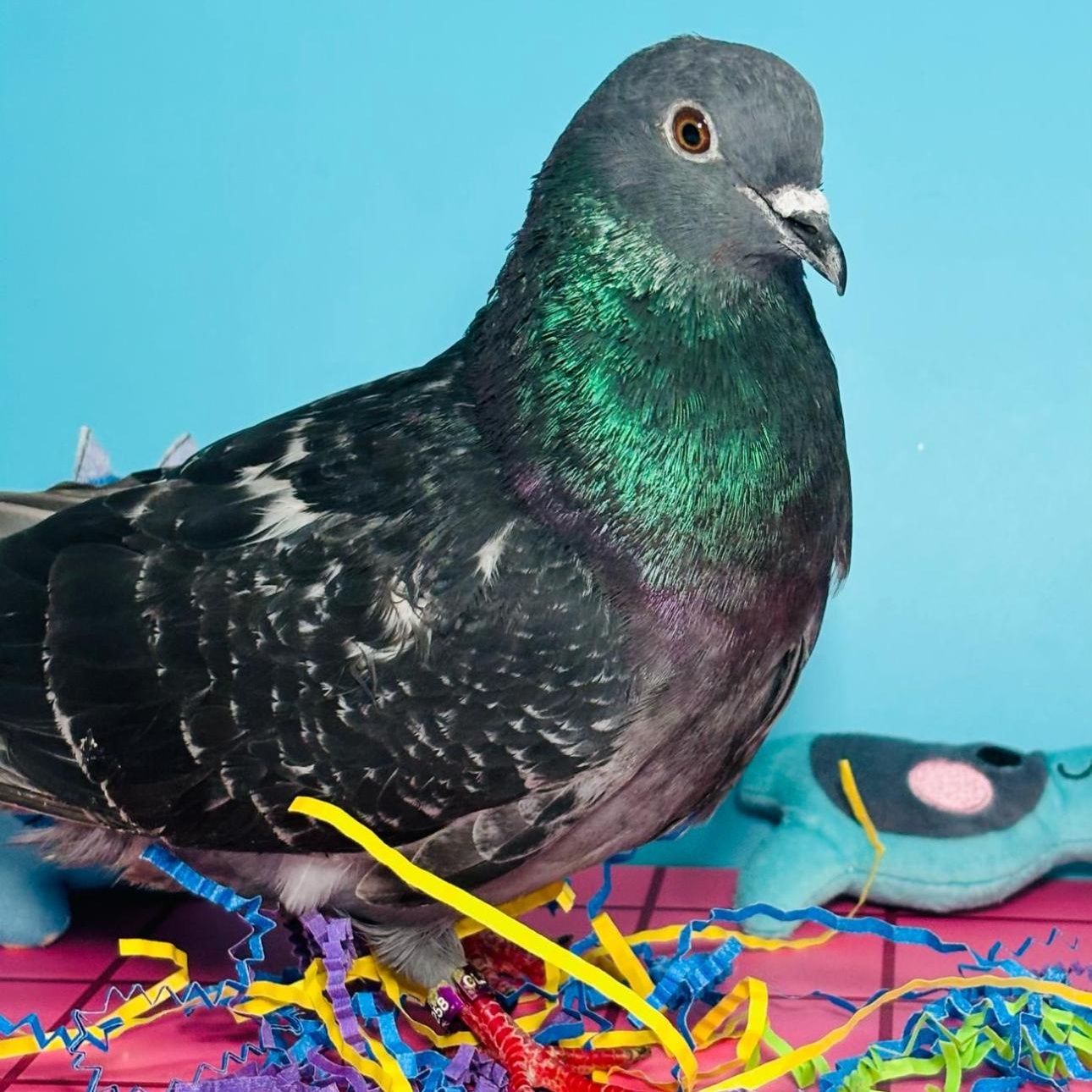 Fido-Dido (local Midwest adoption only), an adoptable Pigeon in Chicago, IL image 2/3