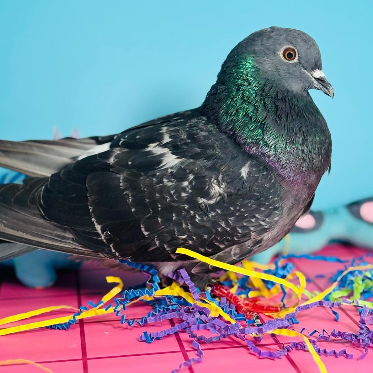 Fido-Dido (local Midwest adoption only), an adoptable Pigeon in Chicago, IL image 3/3
