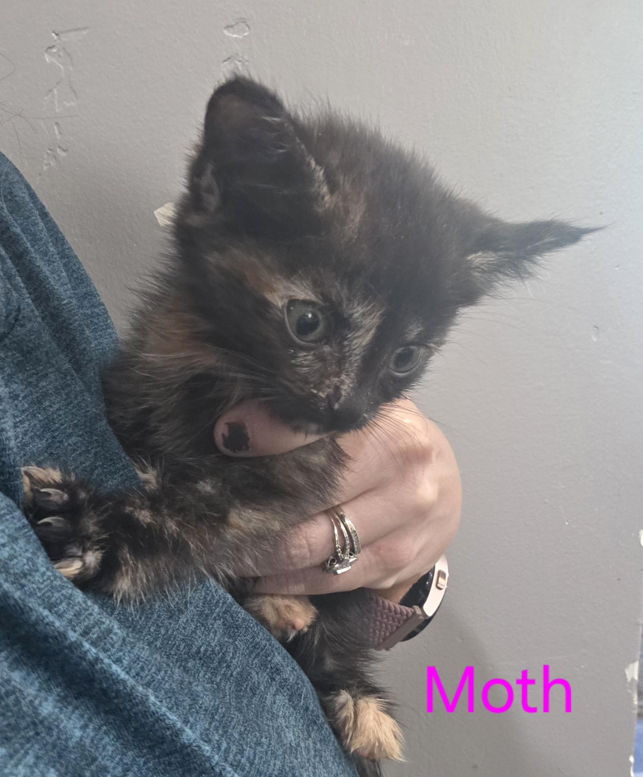 Enlarge Moth, a Adoptable Domestic Short Hair in Heyburn, ID image 1/1