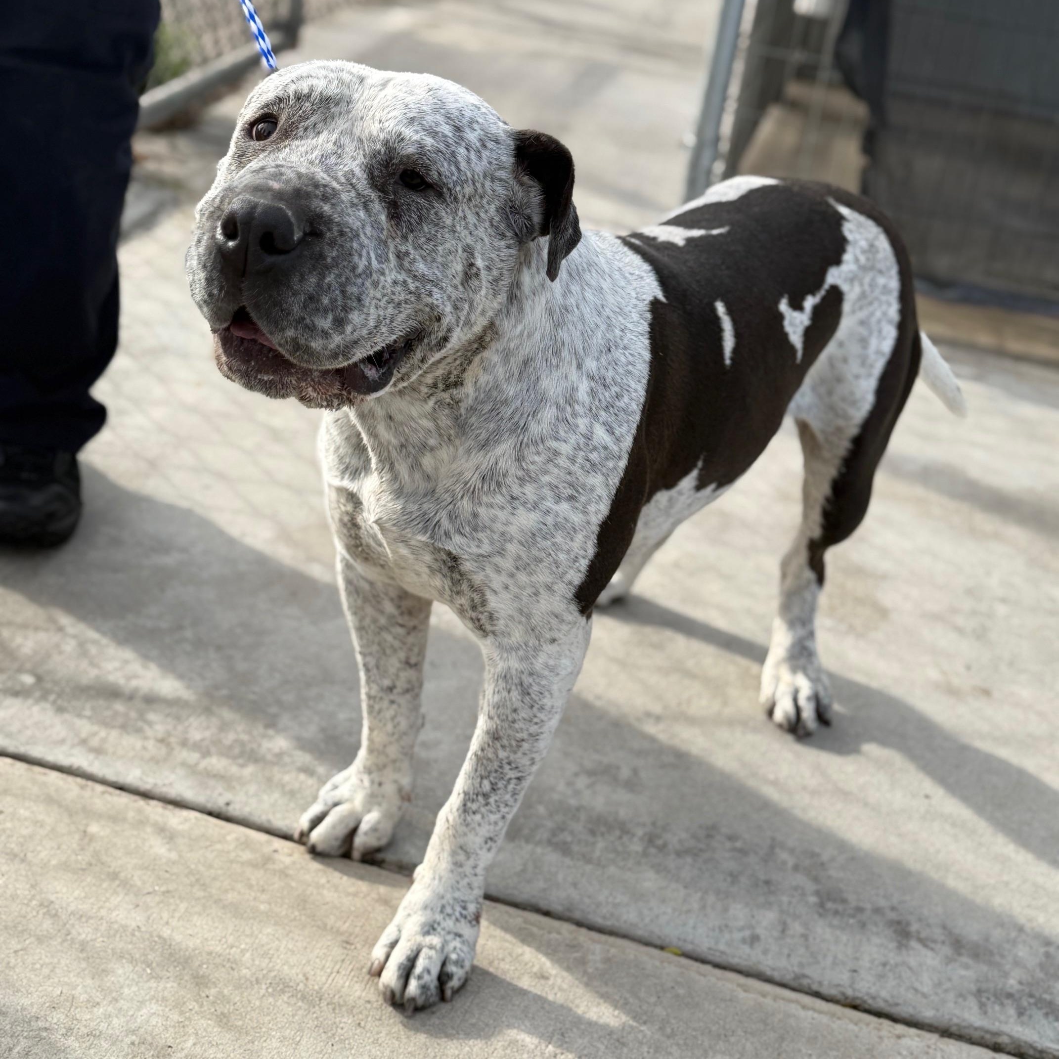 Magnus, ADOPTABLE, Adult Female Chow Chow & Pit Bull Terrier.