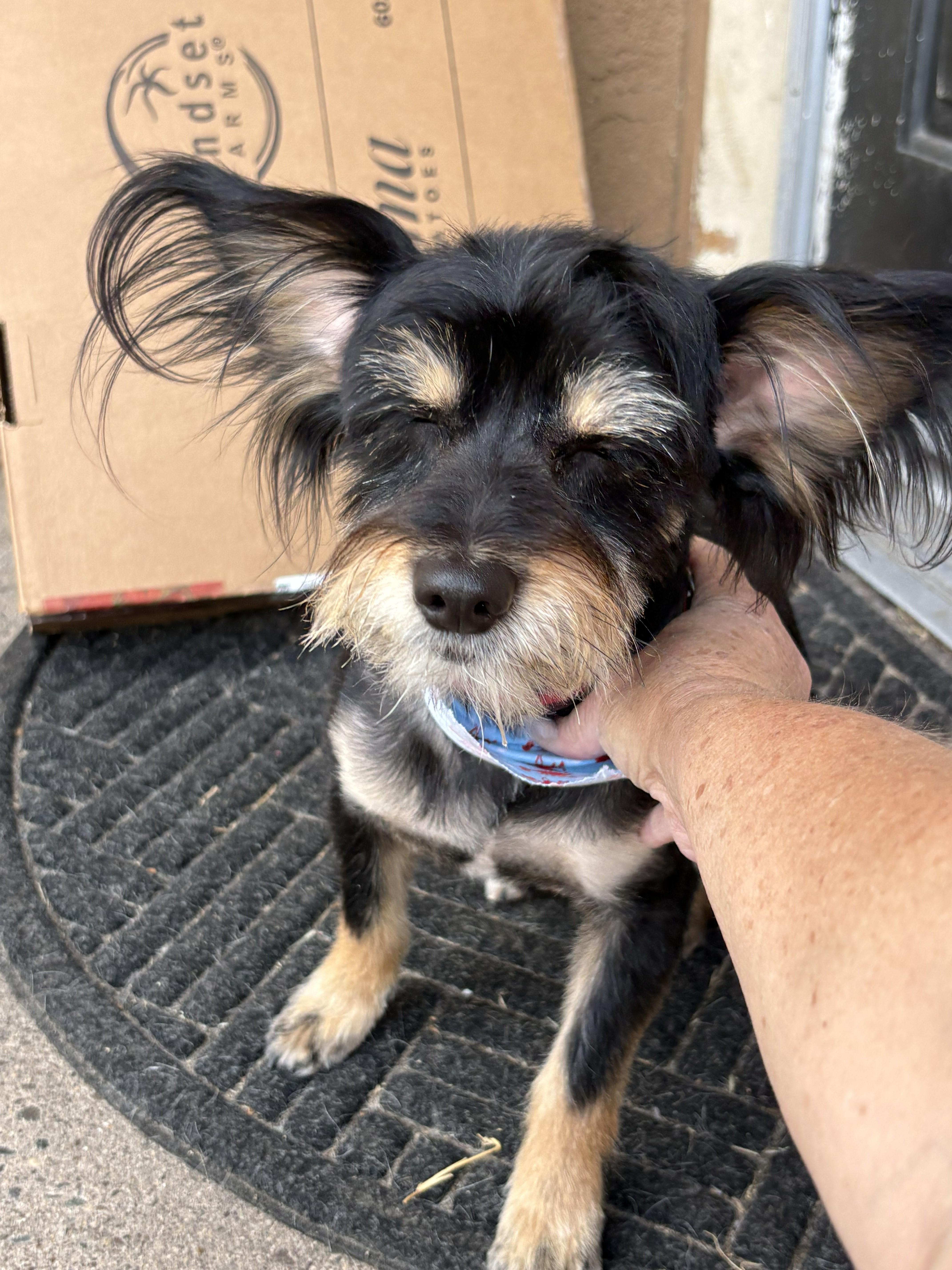 Enlarge Baxter, an adopted mixed breed in Oakdale, CA image 3/4