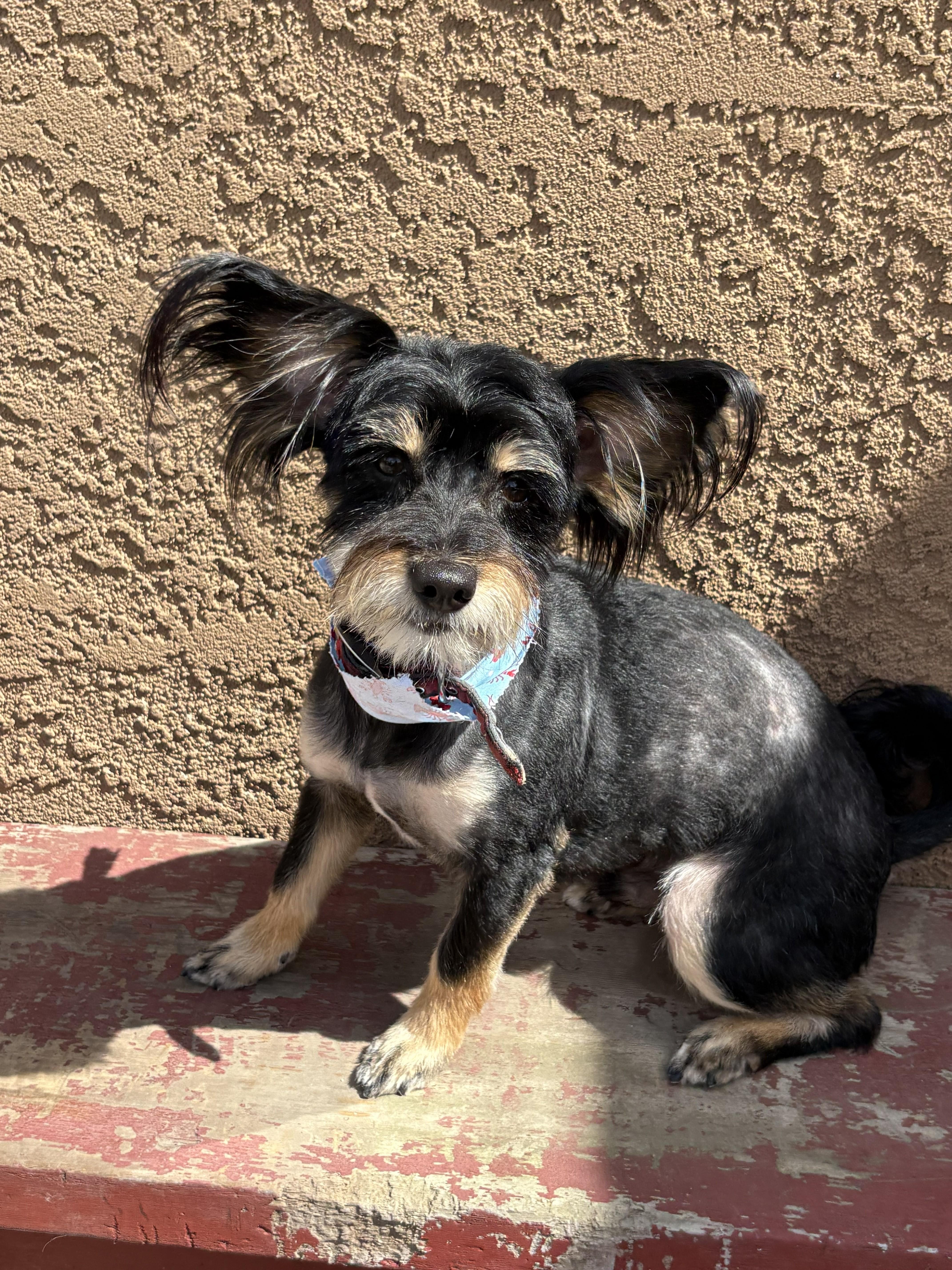 Enlarge Baxter, an adopted mixed breed in Oakdale, CA image 2/4
