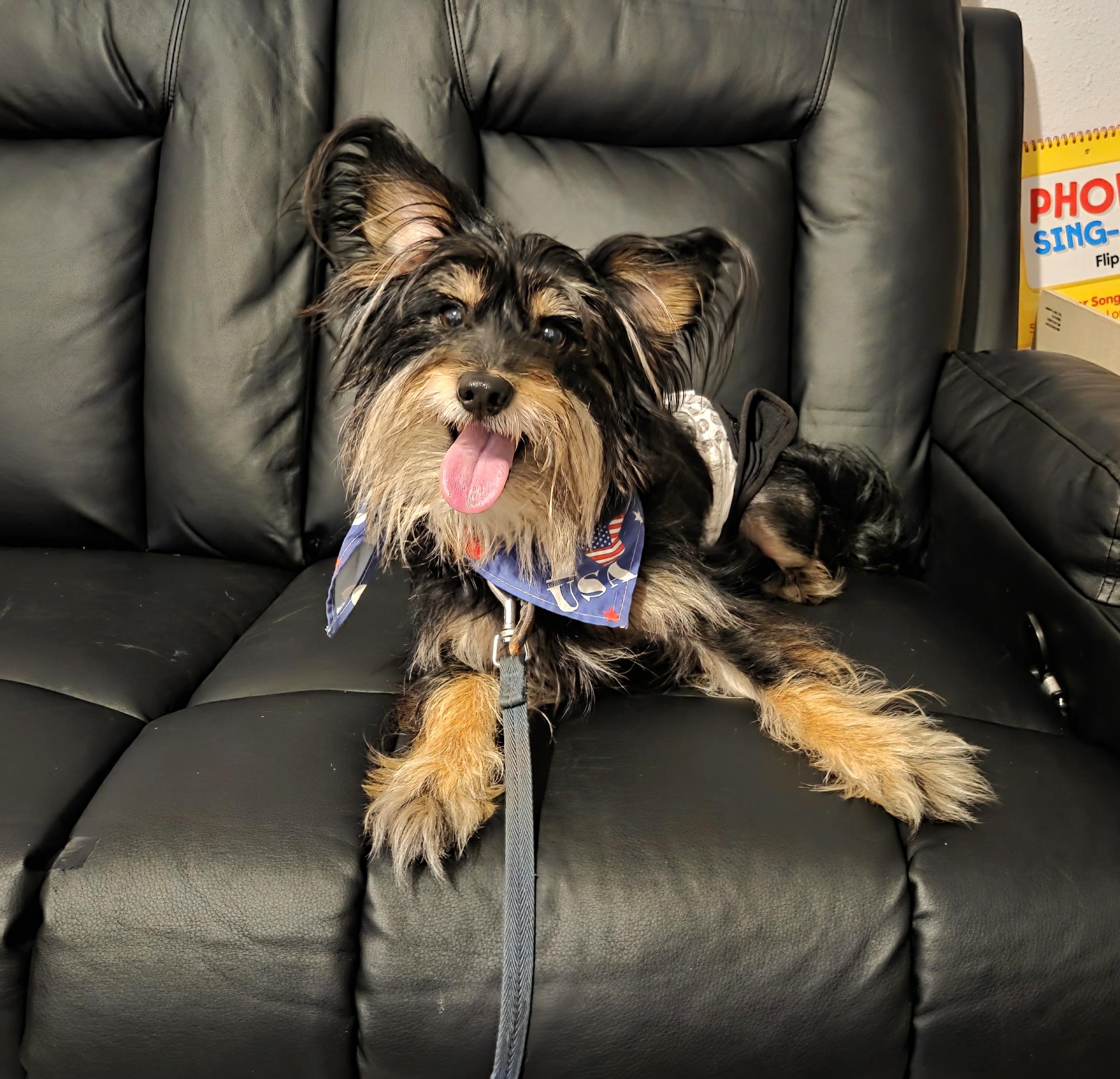 Enlarge Baxter, an adopted mixed breed in Oakdale, CA image 4/4