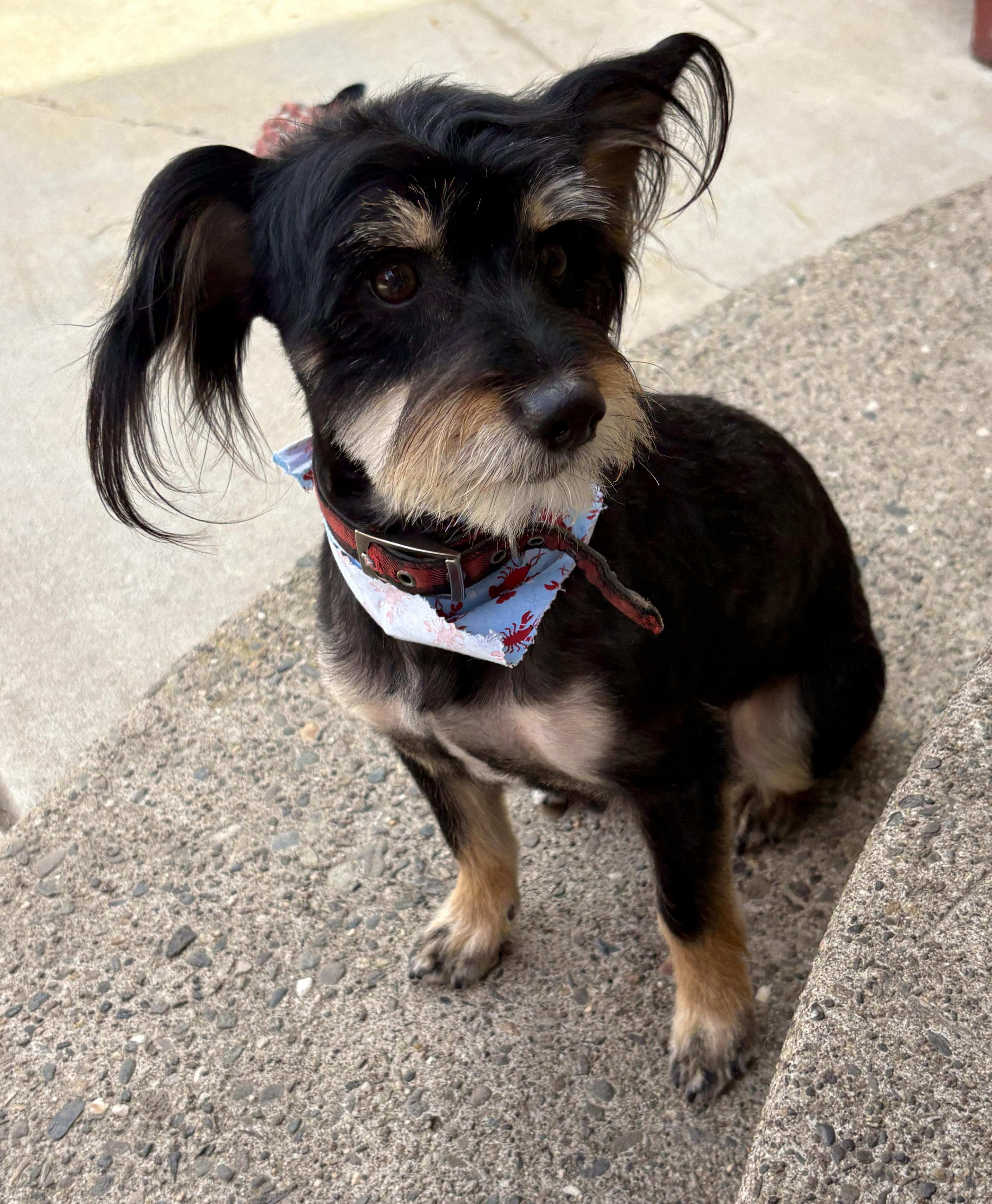 Enlarge Baxter, an adopted mixed breed in Oakdale, CA image 1/4