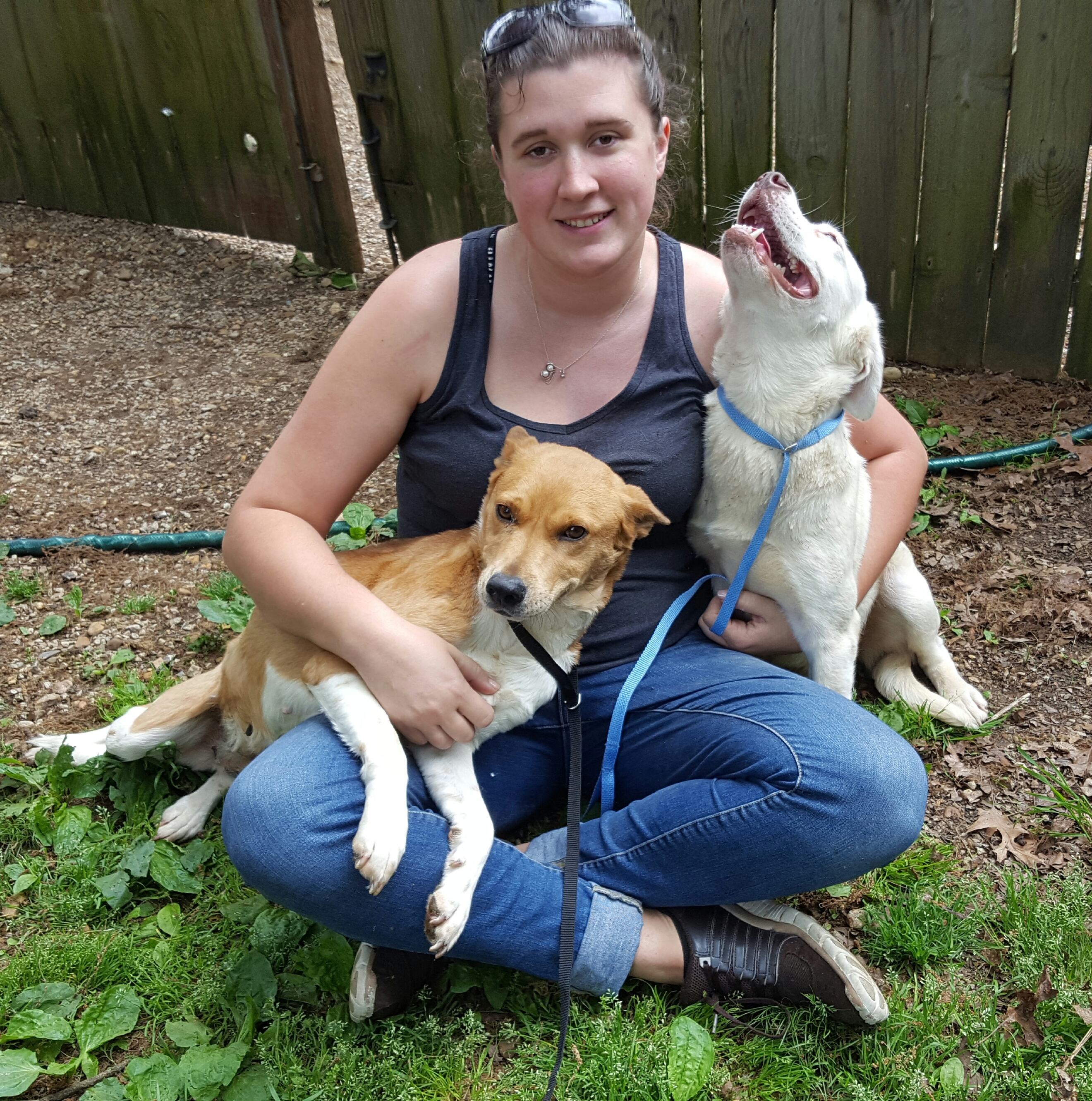 Enlarge Cricket, a Adoptable mixed breed in Bartlett, TN image 1/5