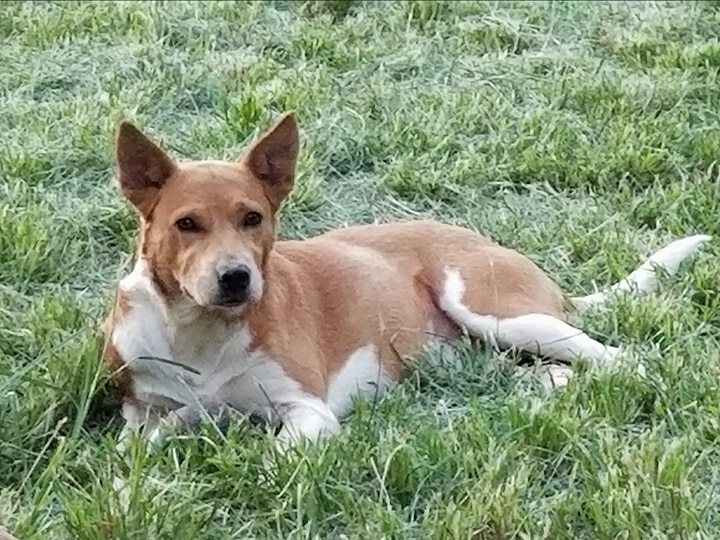 Enlarge Cricket, a Adoptable mixed breed in Bartlett, TN image 2/5