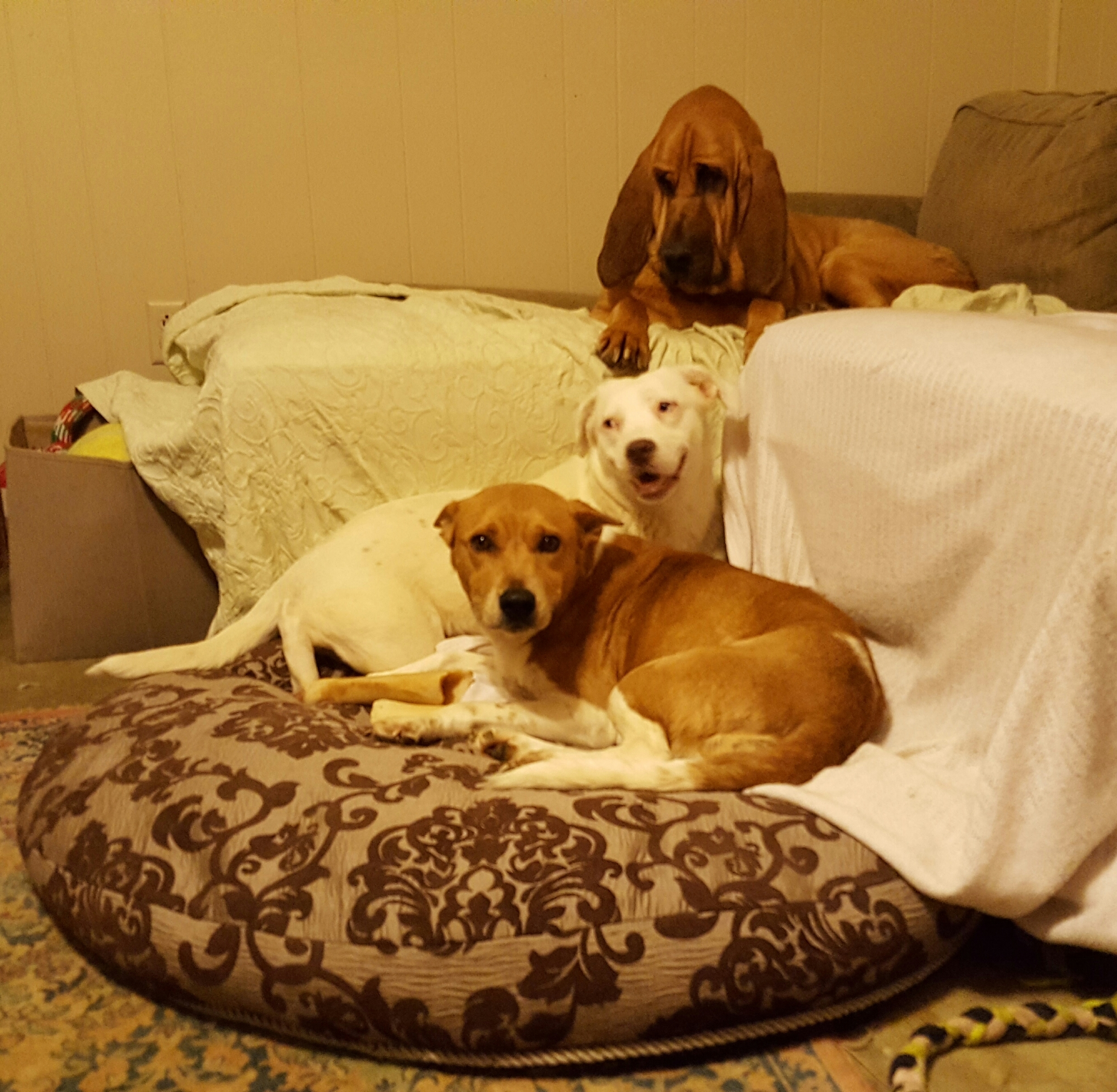 Enlarge Cricket, a Adoptable mixed breed in Bartlett, TN image 3/5