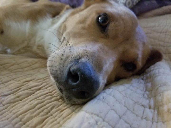 Enlarge Cricket, a Adoptable mixed breed in Bartlett, TN image 4/5