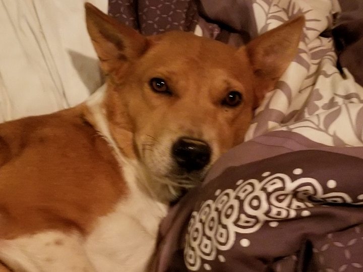 Enlarge Cricket, a Adoptable mixed breed in Bartlett, TN image 5/5