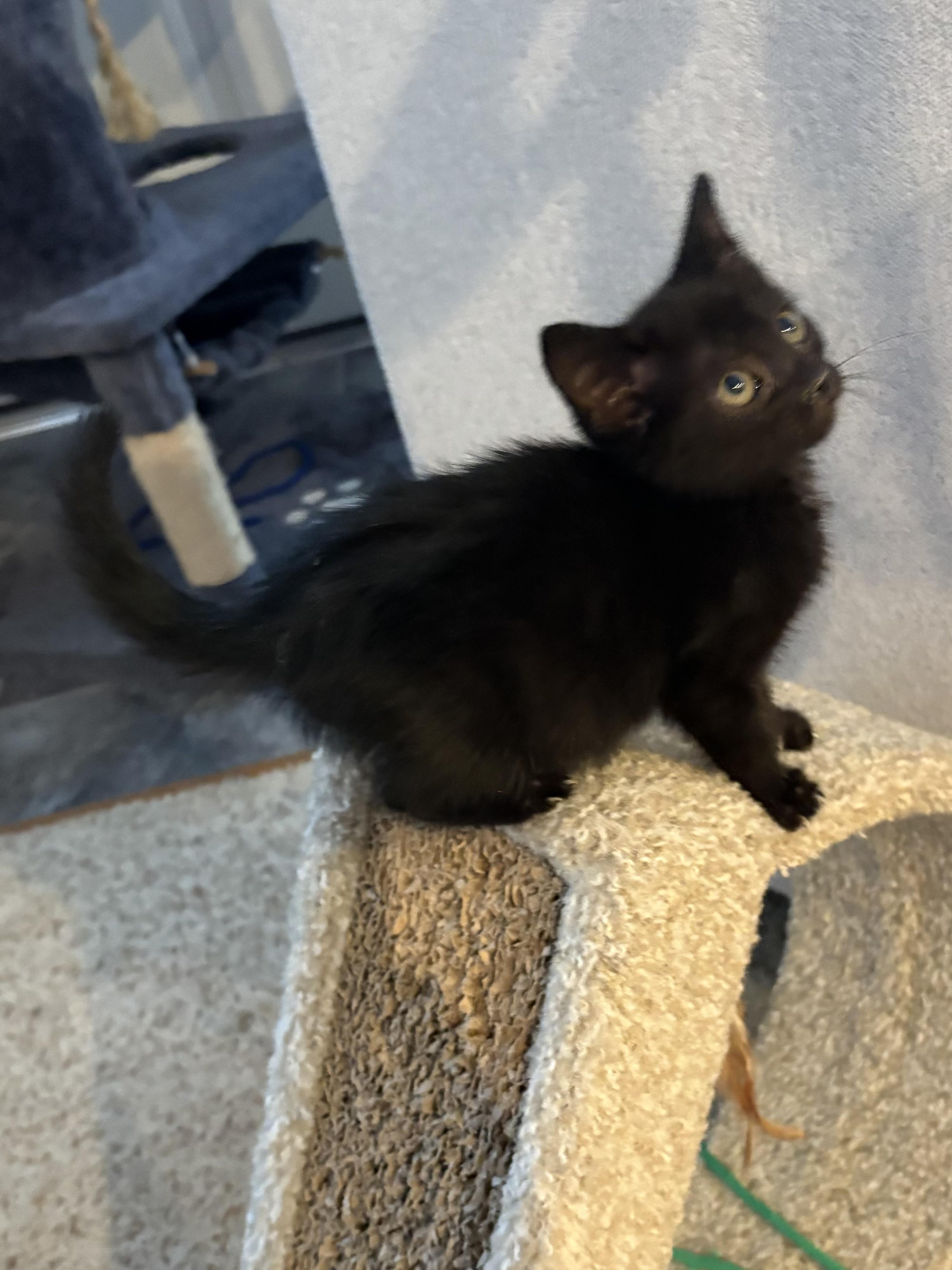 Enlarge Galaxy, a ADOPTABLE American Shorthair in Big Rapids, MI image 1/3