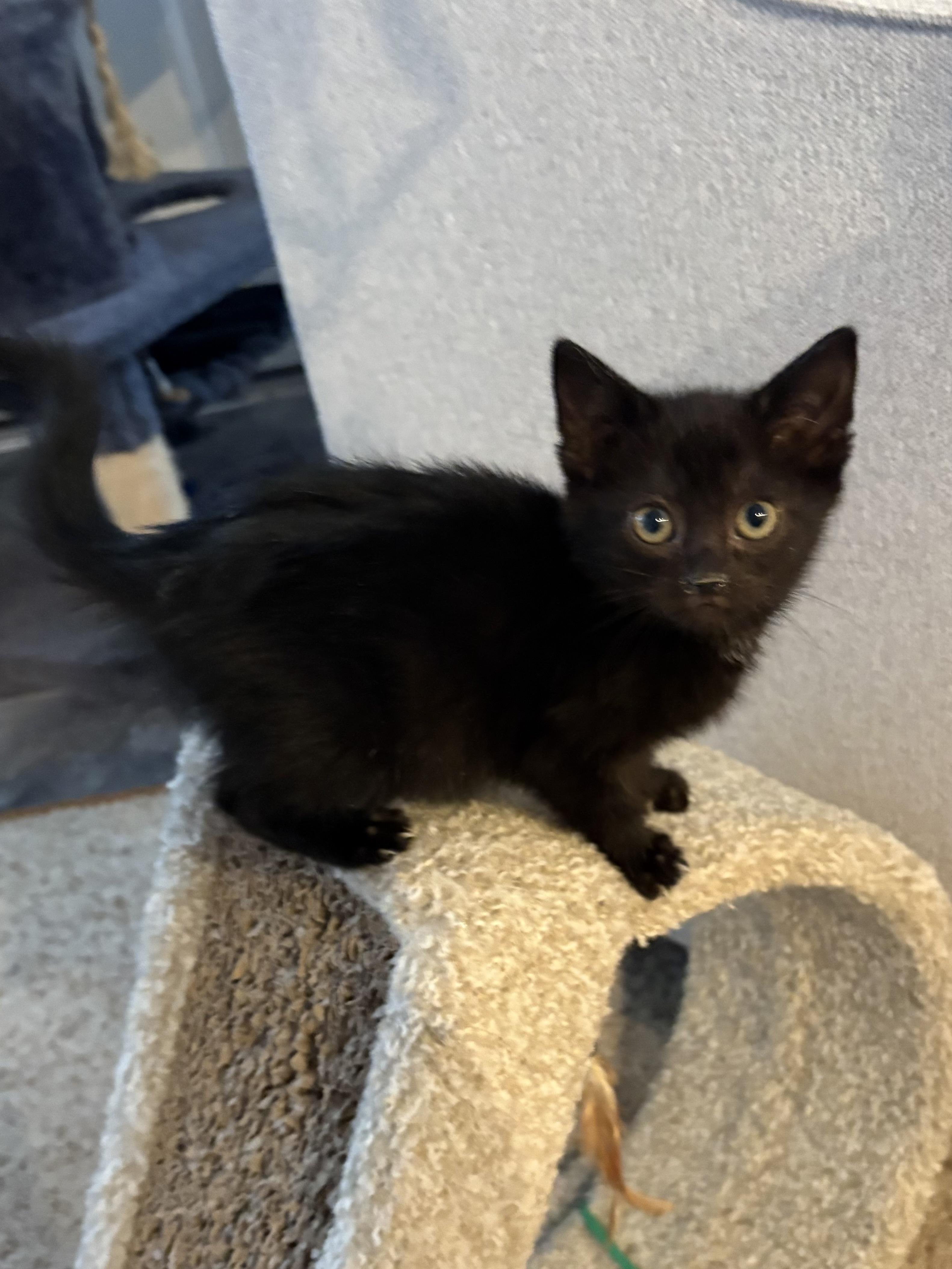 Enlarge Galaxy, a ADOPTABLE American Shorthair in Big Rapids, MI image 2/3