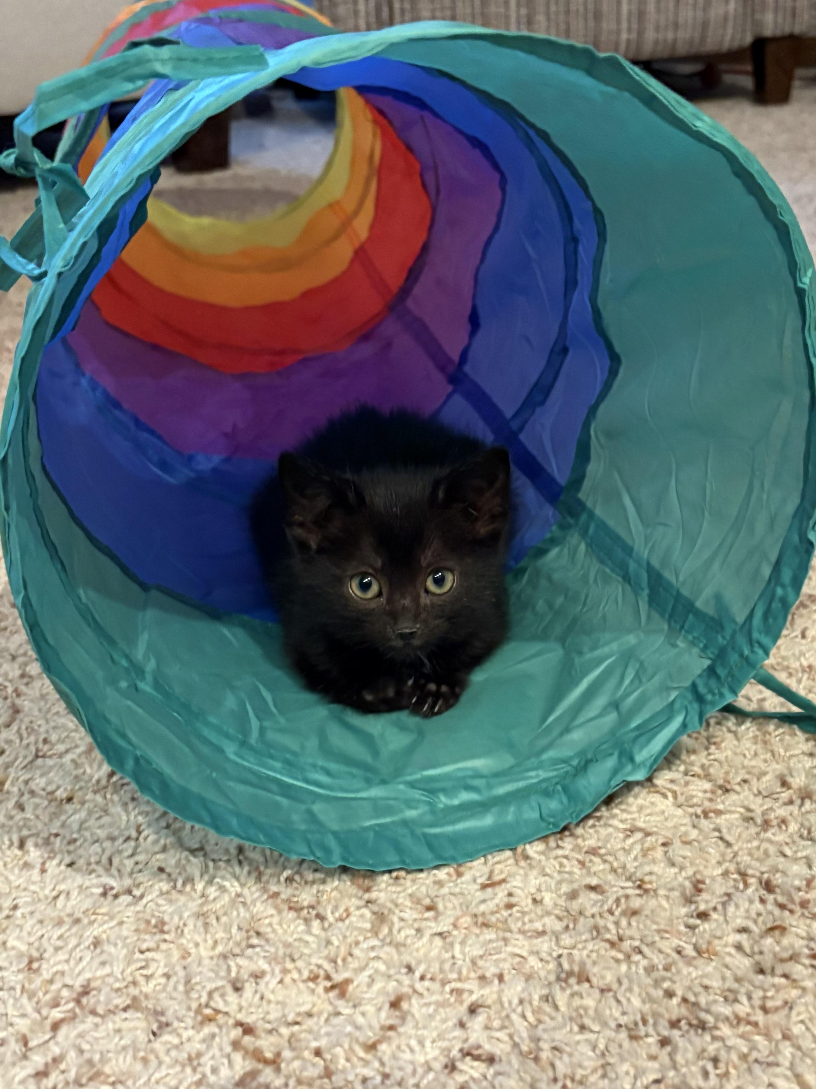 Enlarge Galaxy, a ADOPTABLE American Shorthair in Big Rapids, MI image 3/3