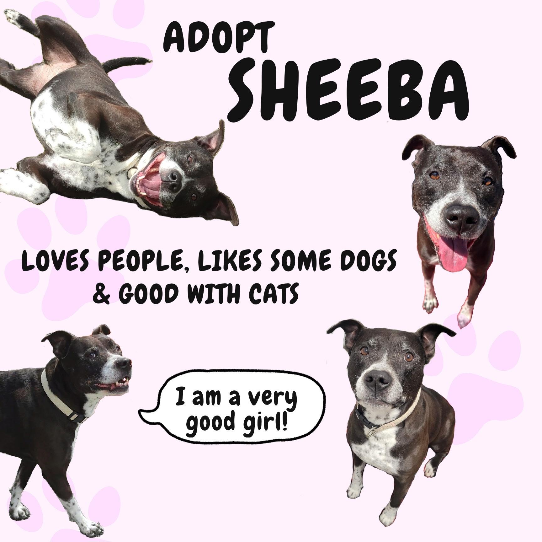 Enlarge SHEEBA, a Adoptable mixed breed in East Flat Rock, NC image 3/6