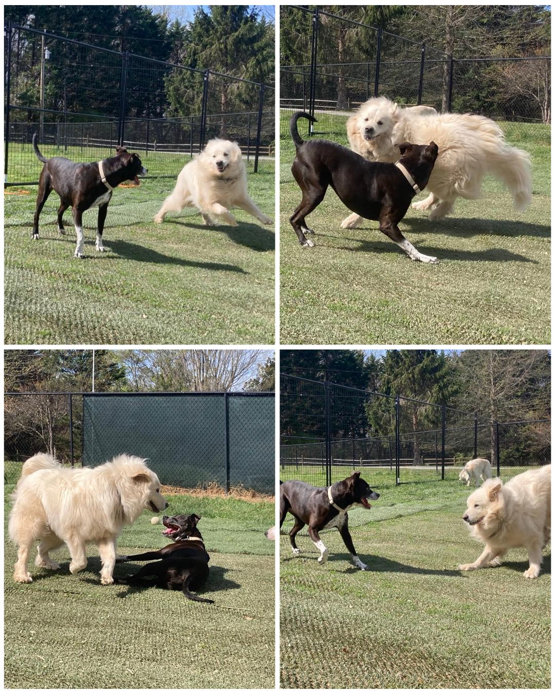 Enlarge SHEEBA, a Adoptable mixed breed in East Flat Rock, NC image 6/6