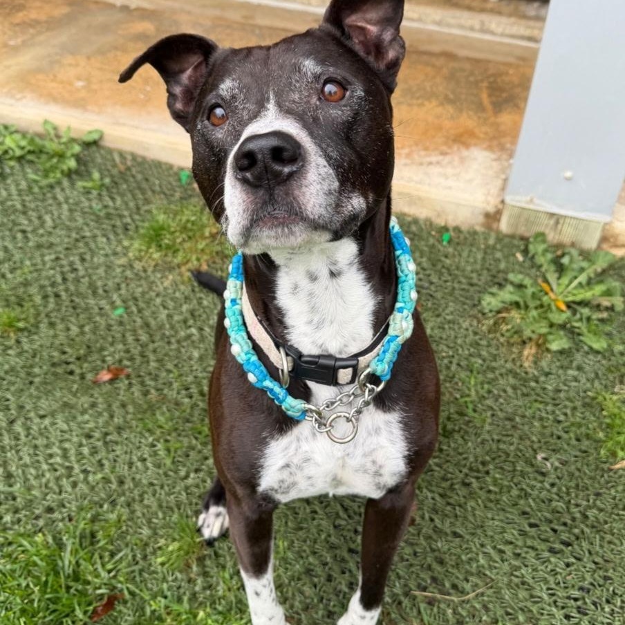 SHEEBA, Adoptable, Adult Female Labrador Retriever.